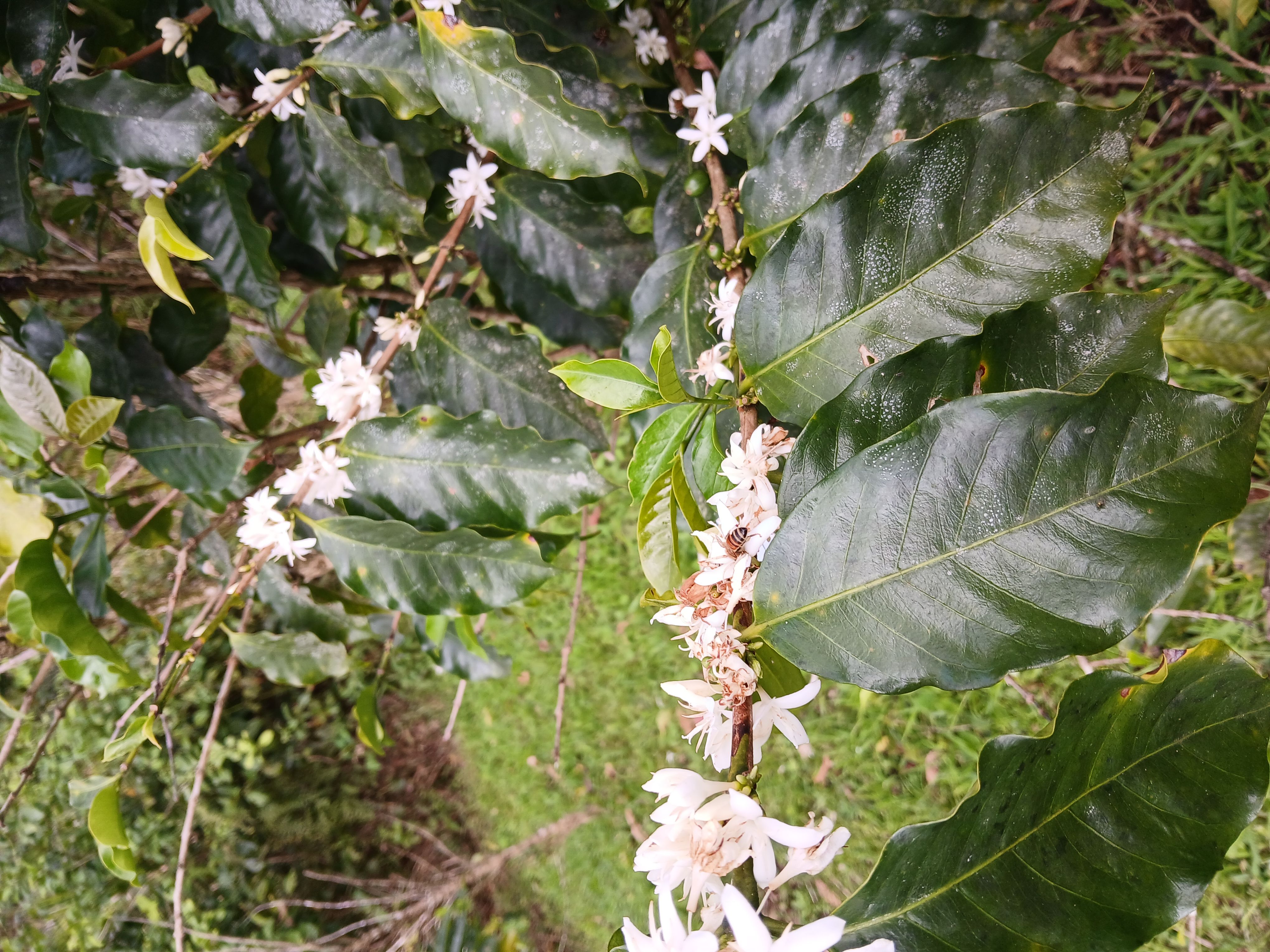 Close-up of glossy dark green leaves with wavy edges, a slender stem covered in small white star-shaped flowers; a bee visits a blossom.