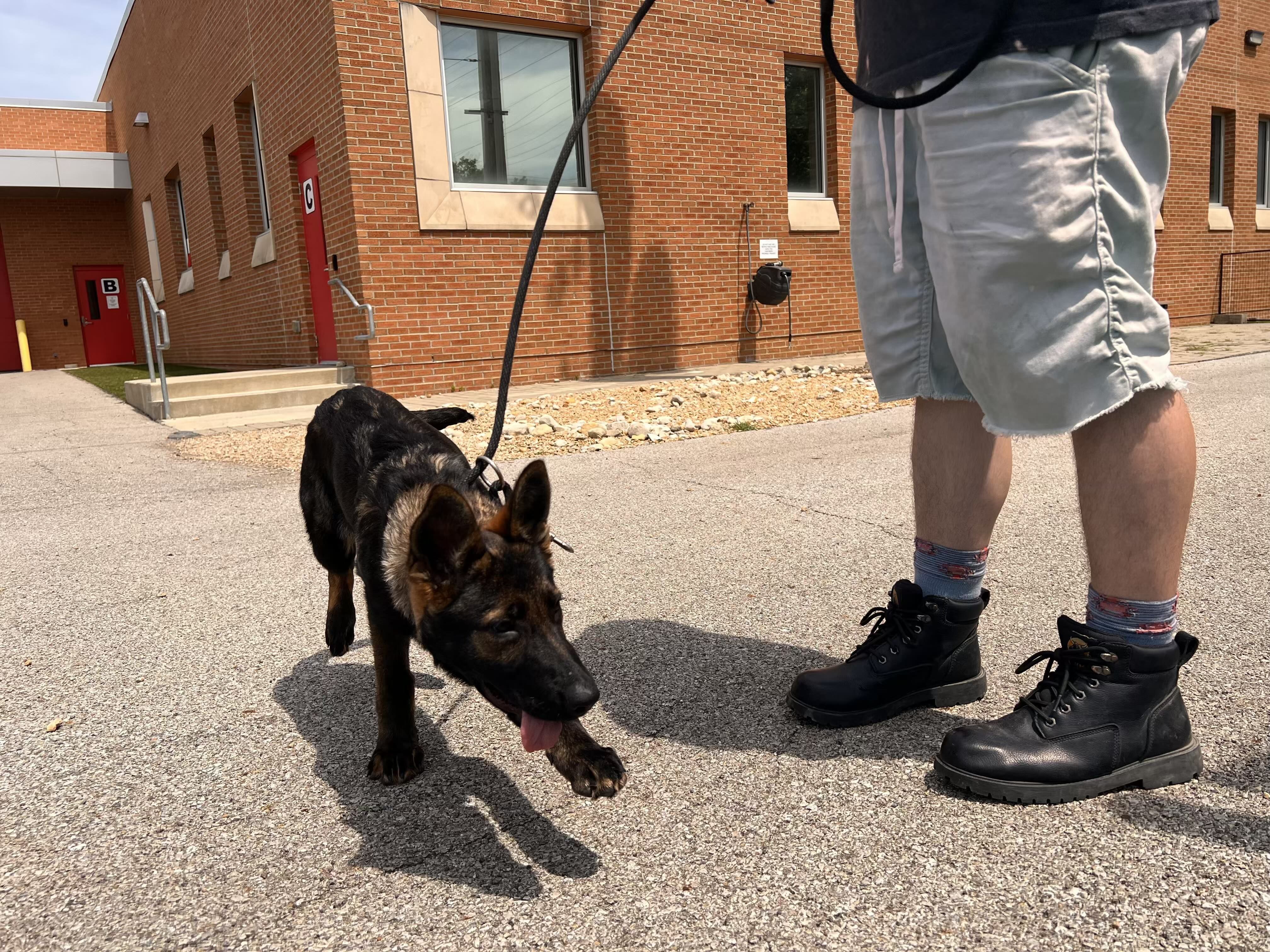 A young black and brown German Shepherd puppy on a leash near a person wearing light shorts, patterned socks, and black boots, standing on a gravel path near a red brick building.