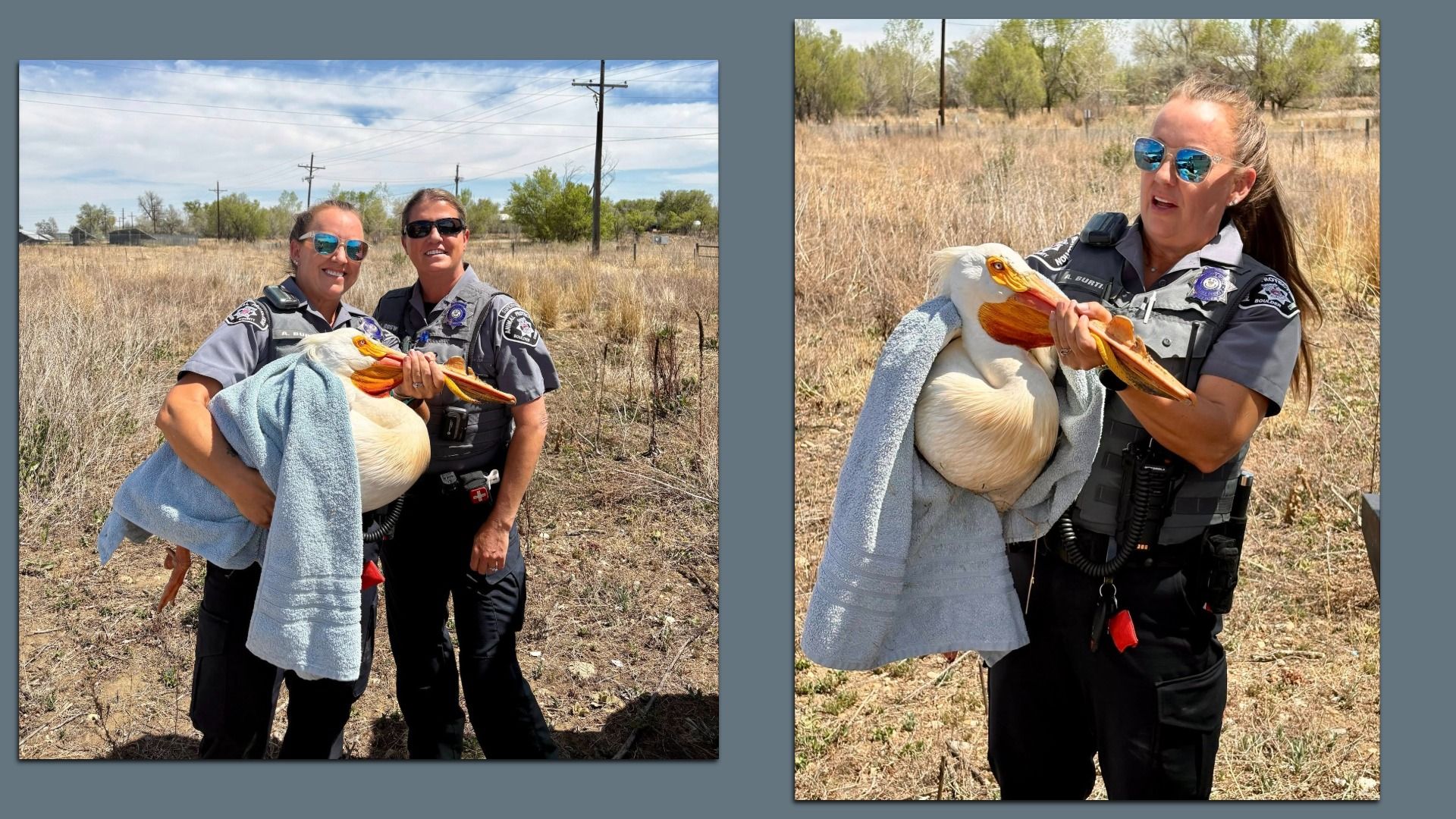 Two female officers in gray uniforms hold a towel-wrapped white pelican outdoors in a dry, grassy field. Sunny day; power lines in the background; both wear badges and sunglasses.