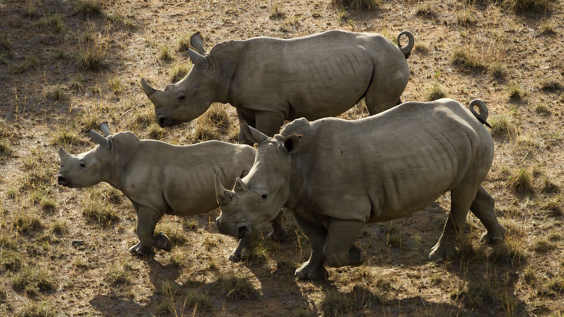 Rhino's on the Finfoot Lake Reserve in North West, South Africa.