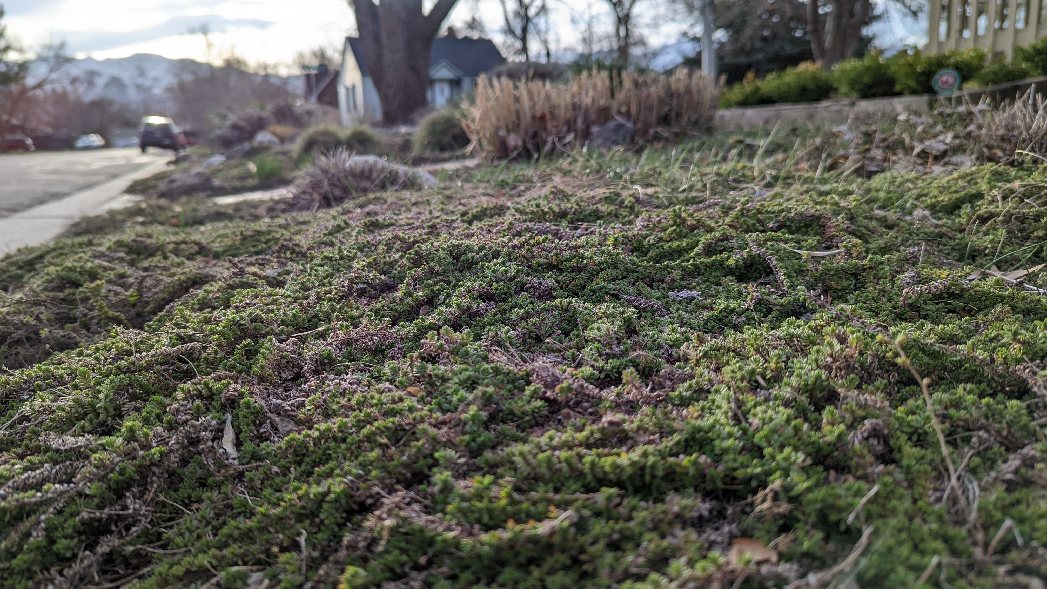 Creeping thyme covers a lawn in early spring in Salt Lake City. 