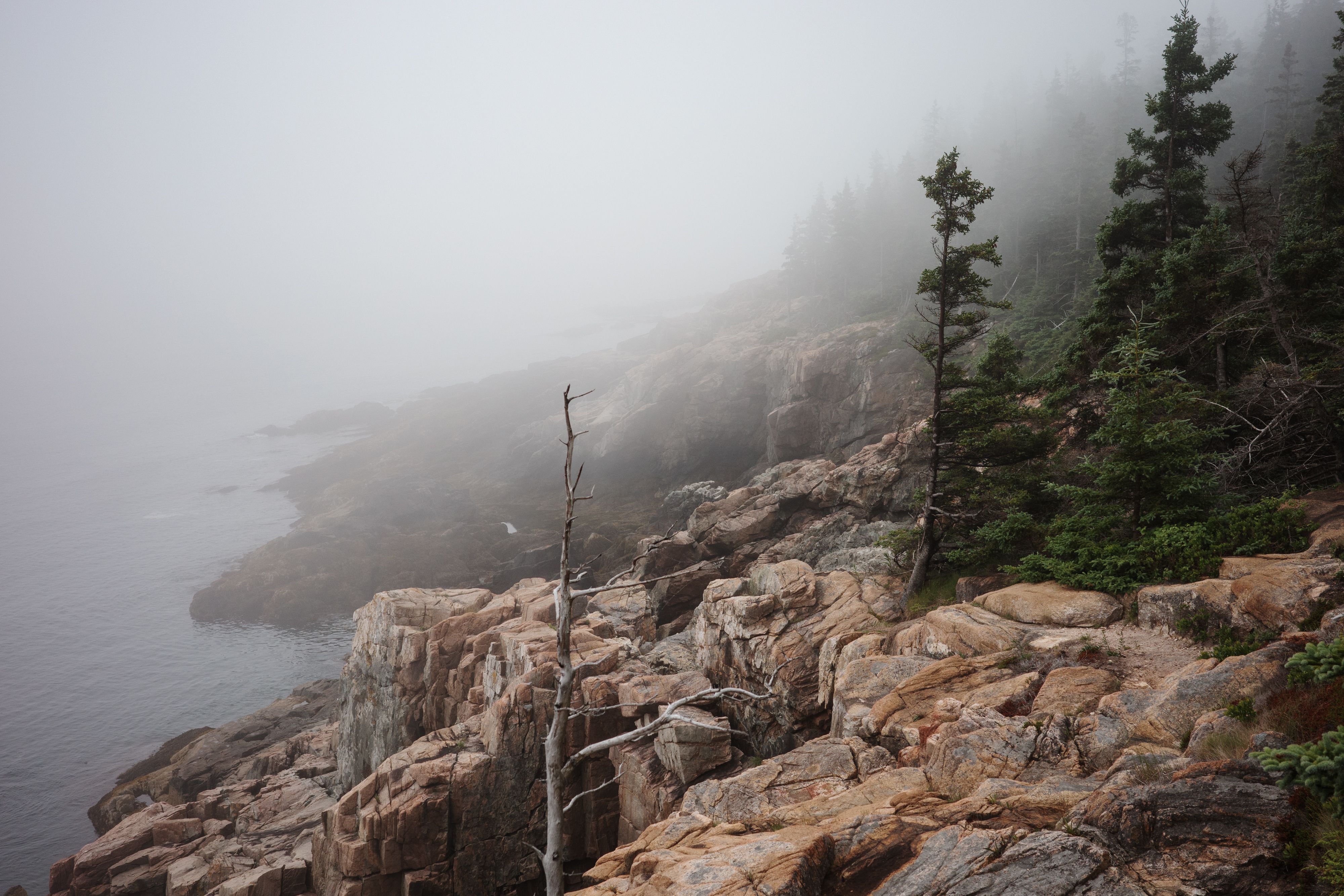 Foggy coastal scene with rocky tan cliffs and evergreen trees along the shoreline; gray mist obscures the distant water to the left and the horizon.