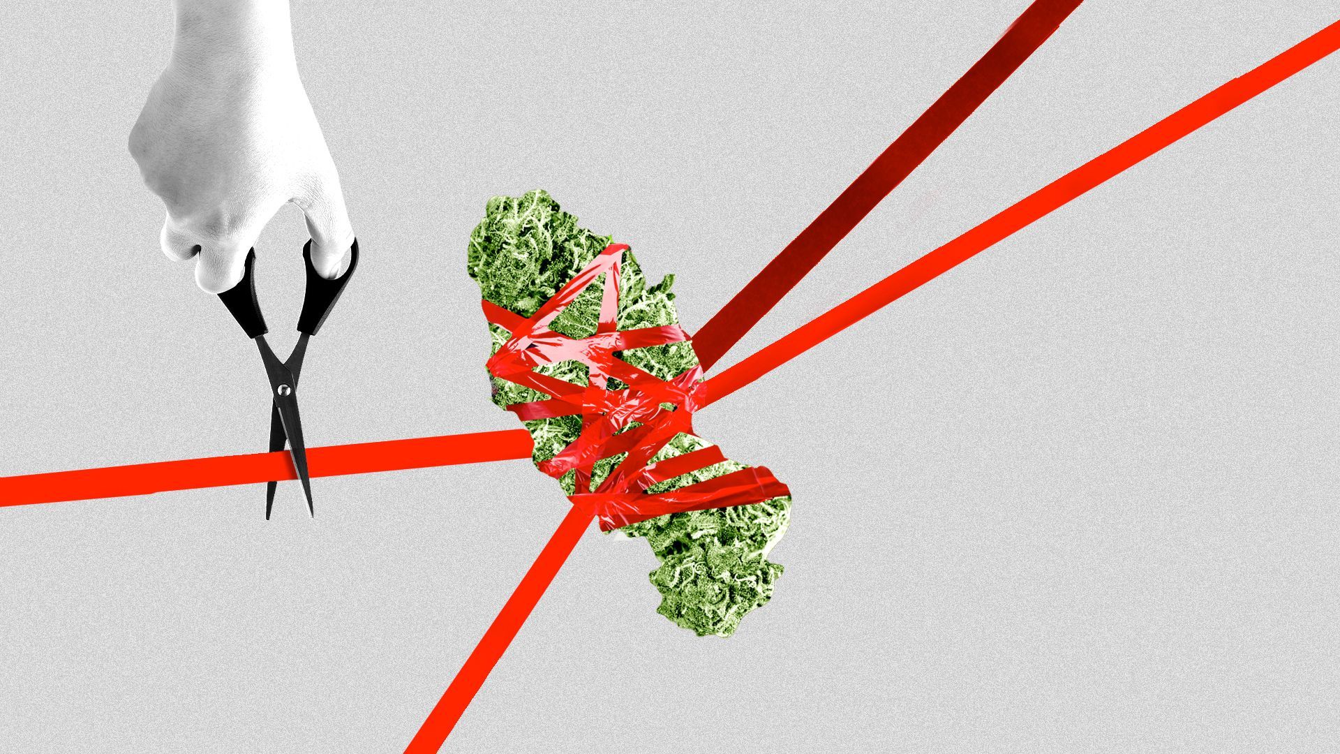 Illustration of a piece of marijuana being held suspended by red tape, a hand holding a pair of scissors is about to snip the tape.