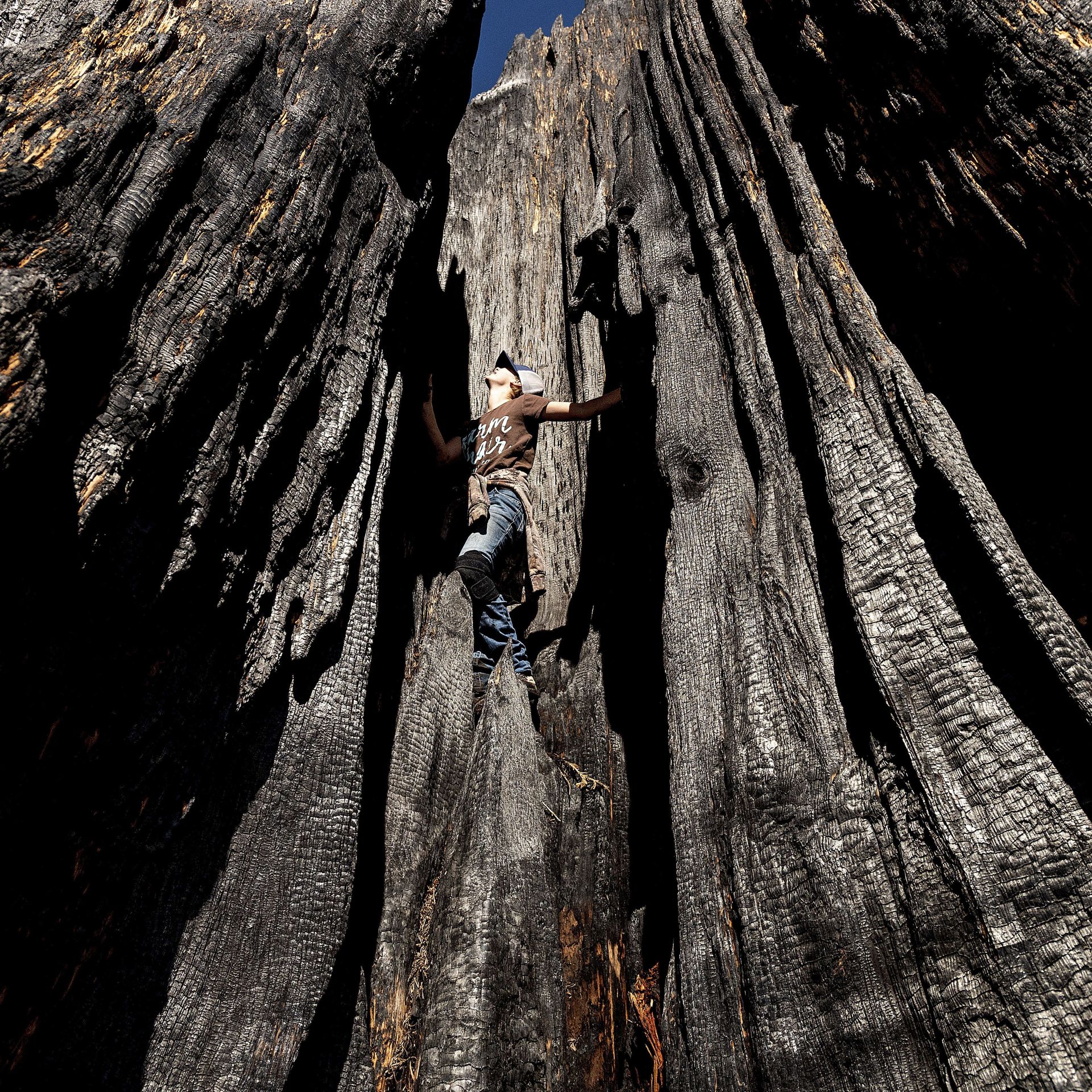 Ashtyn Perry, 13, climbs a scorched sequoia tree in Sequoia Crest, Calif. Photo: Noah Berger