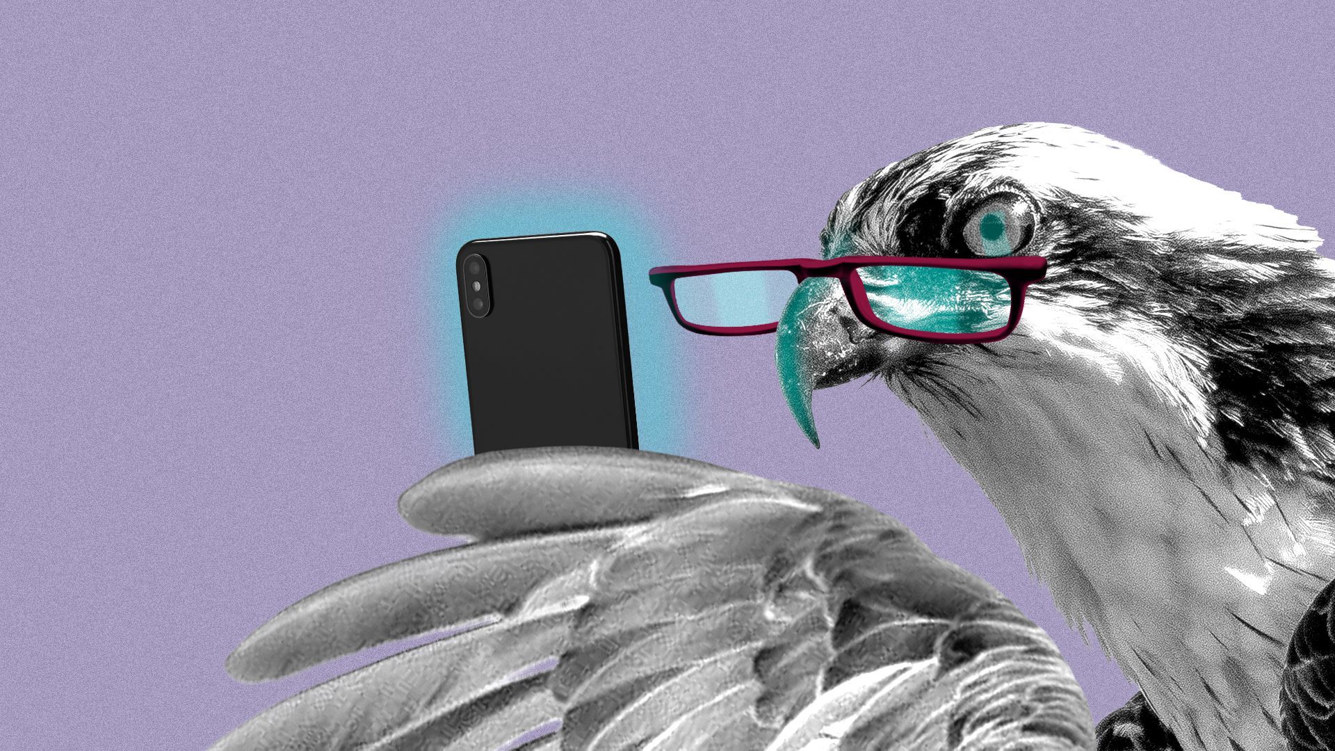 Illustration of an osprey wearing reading glasses and reading its phone.