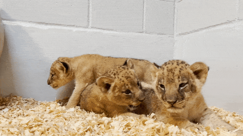 Video shows three lion cubs playing.