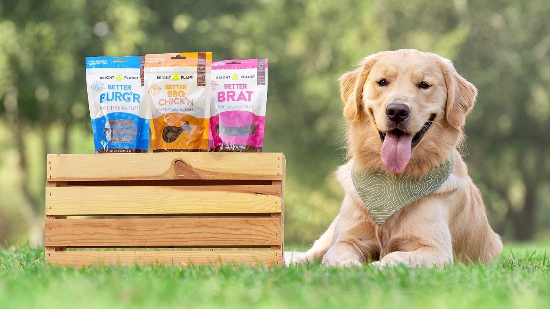 dog with vegan dog treats