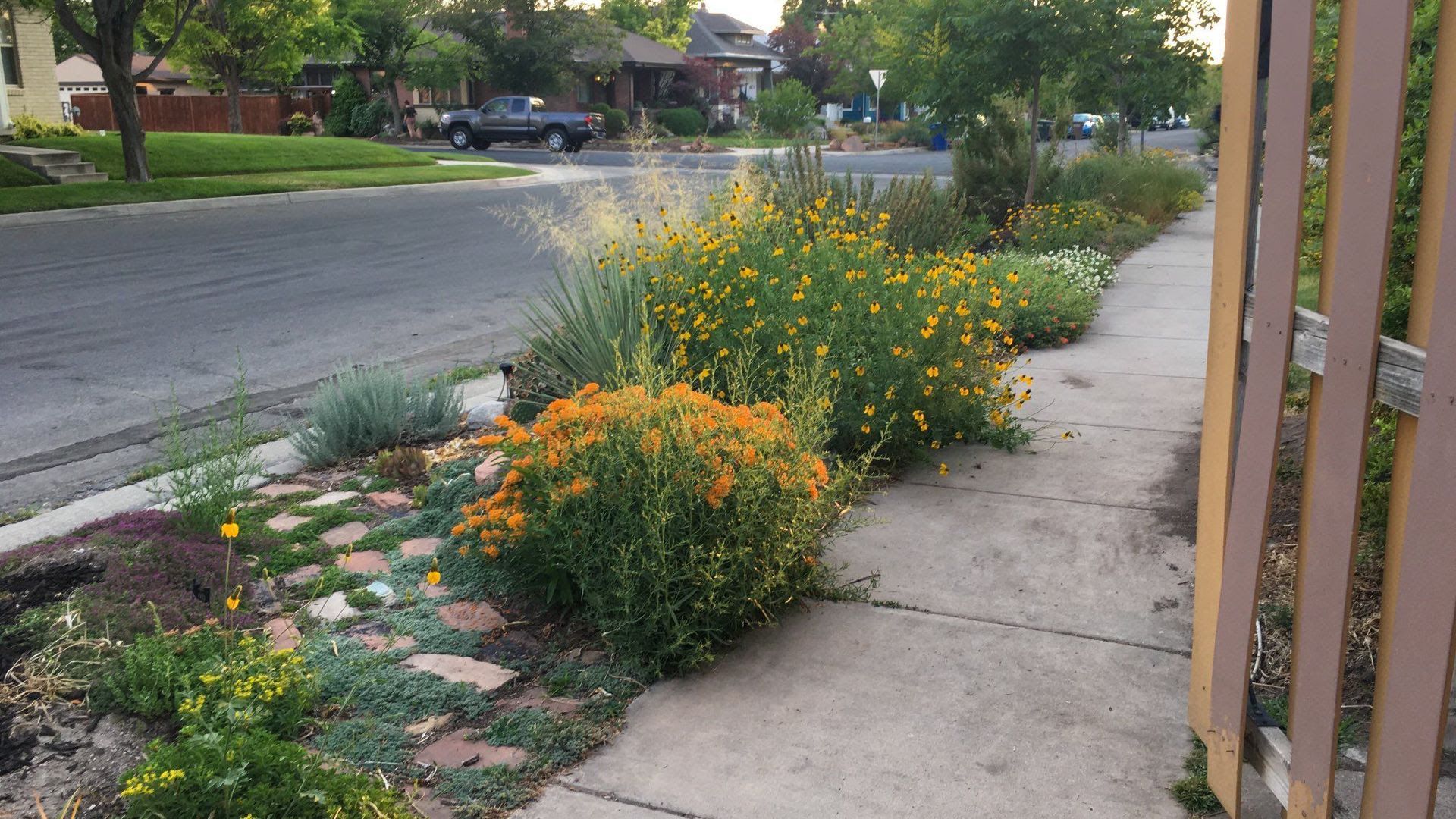 Orange, yellow and white flowers with grasses and a yucca near a cobblestone path in a garden along a sidewalk.
