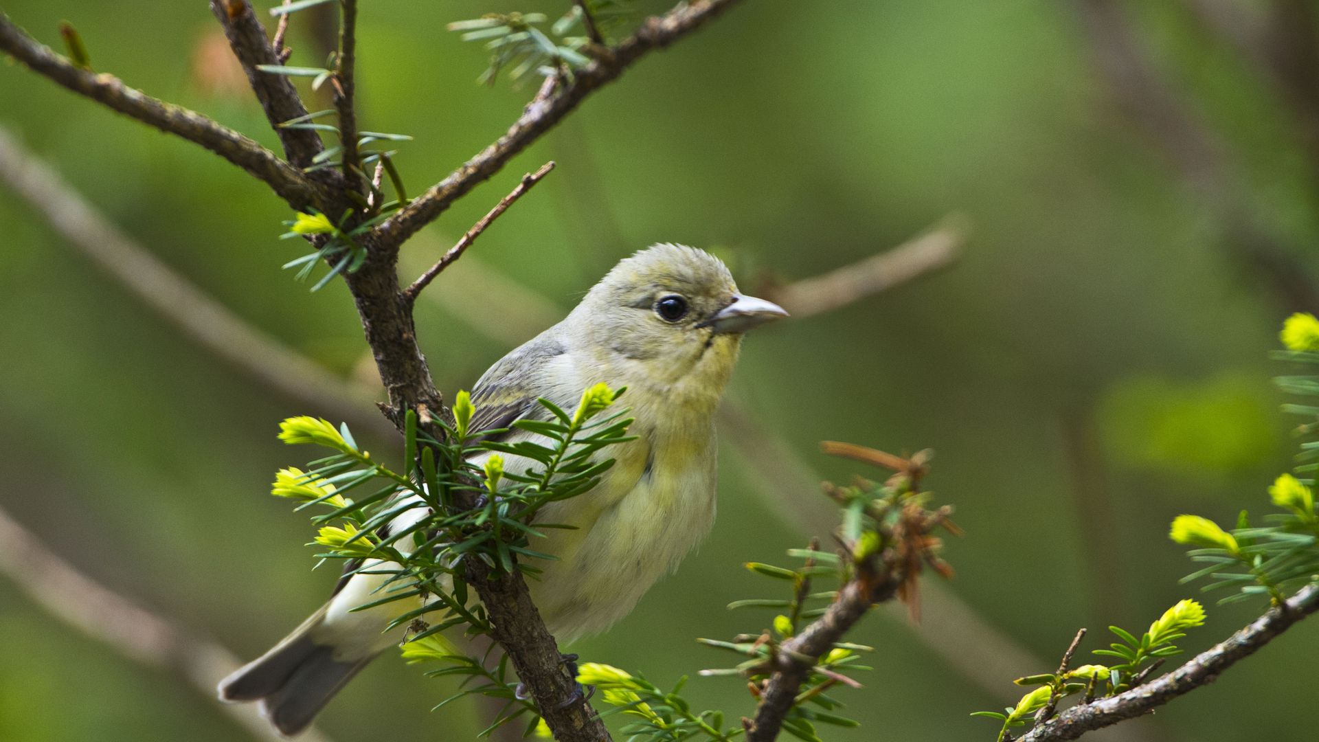 Minnesota, Scarlet Tanager. 
