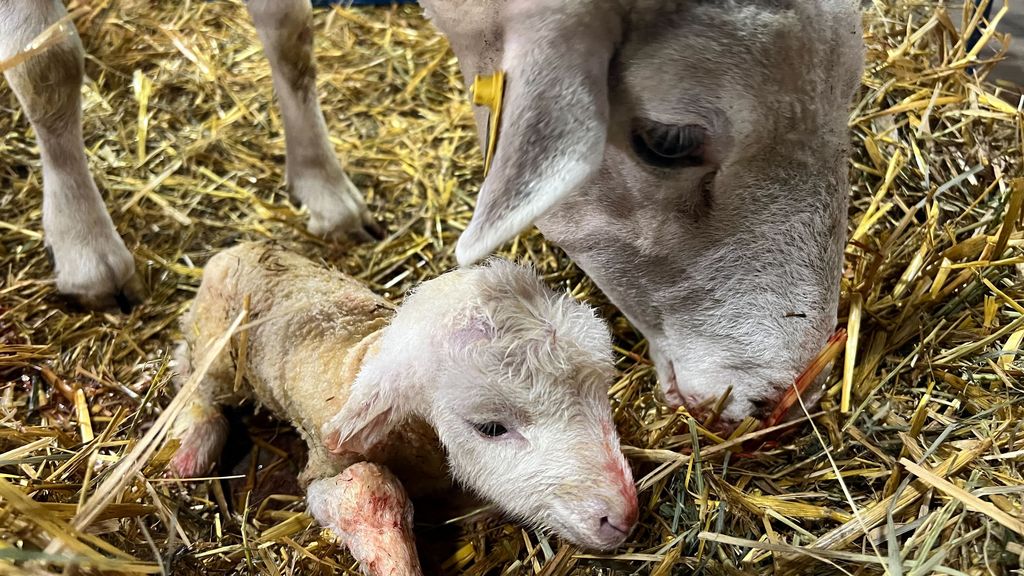 Newborn lambs at the Minnesota State Fair's Miracle of Birth Center ...