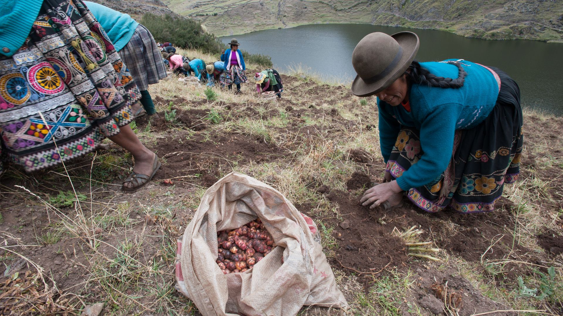 A Quechua woman picks potatoes near Pisac, Peru.