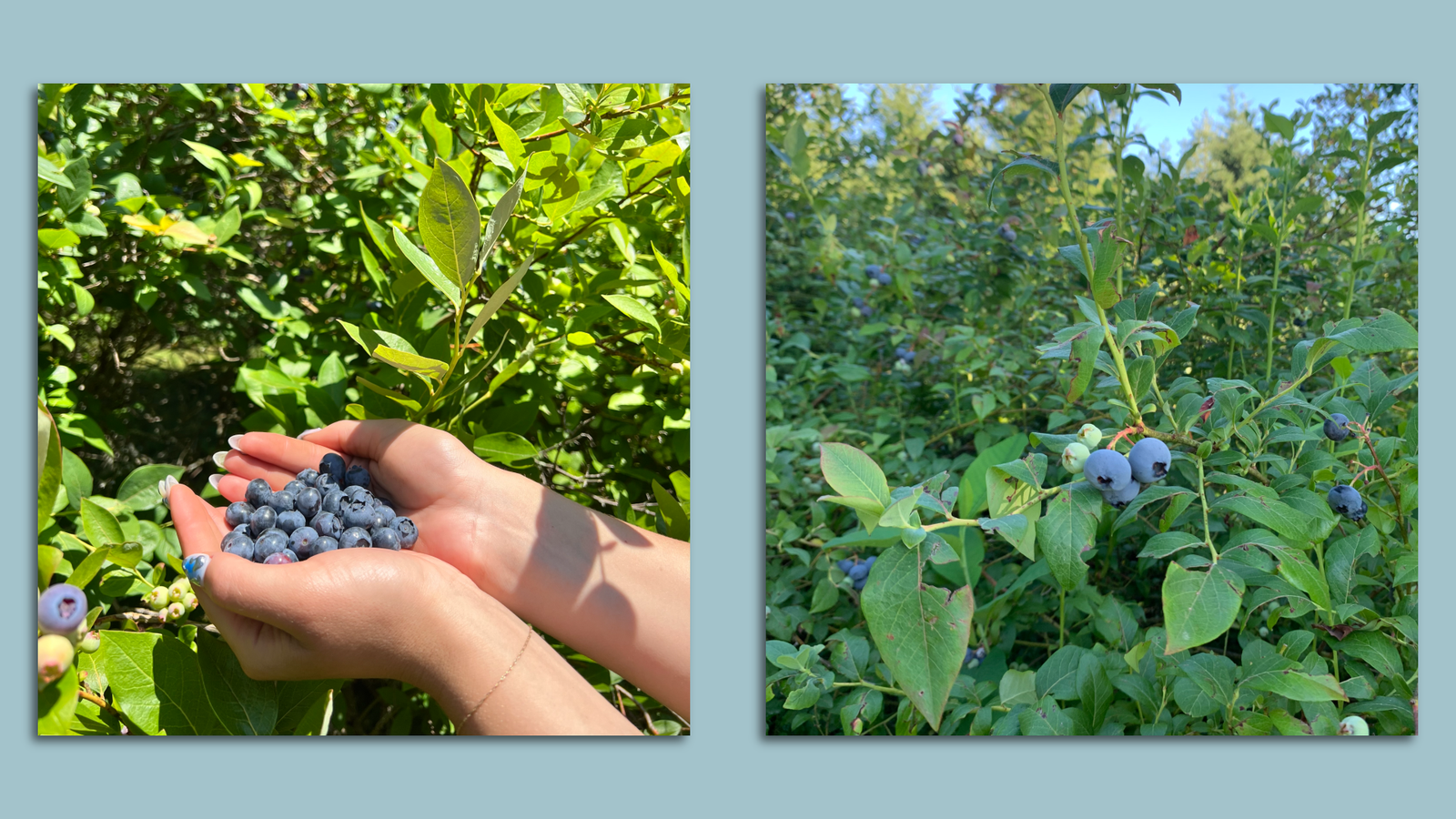 Where to pick your own berries within a 90-minute drive of Portland - Axios  Portland, image size:1600x900