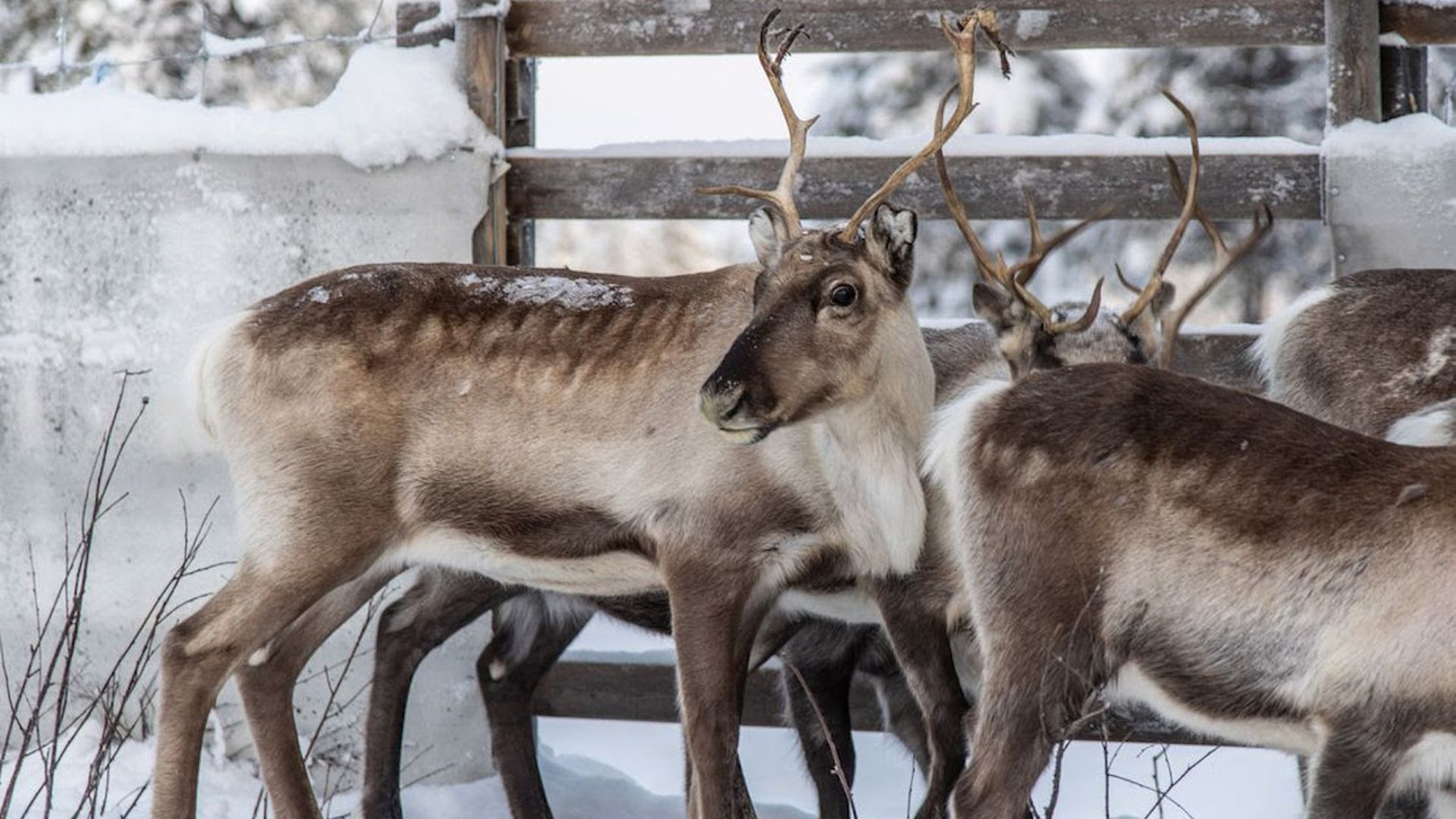Reindeer in a Swedish corral wait to be released onto winter pastures