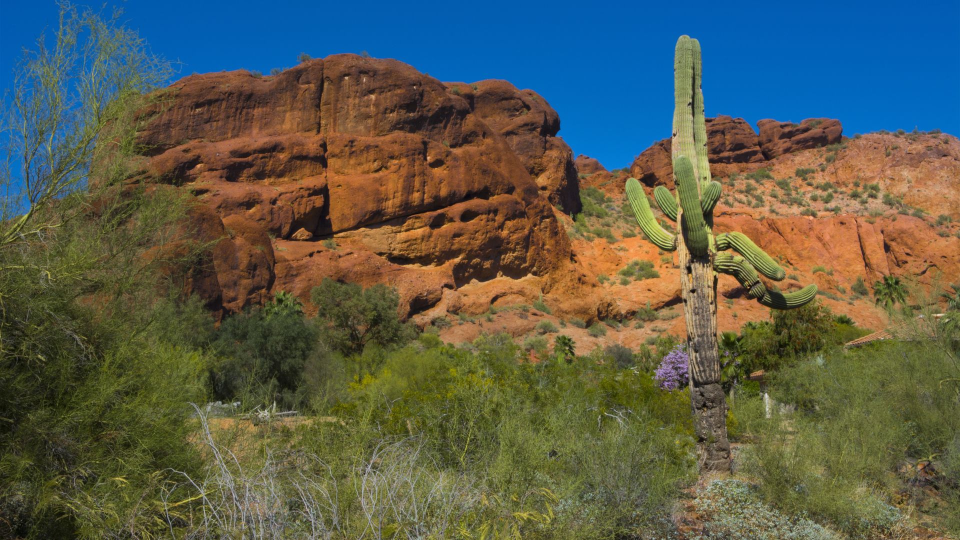 A saguaro cactus and shrubs in front of an orange-colored mountain.