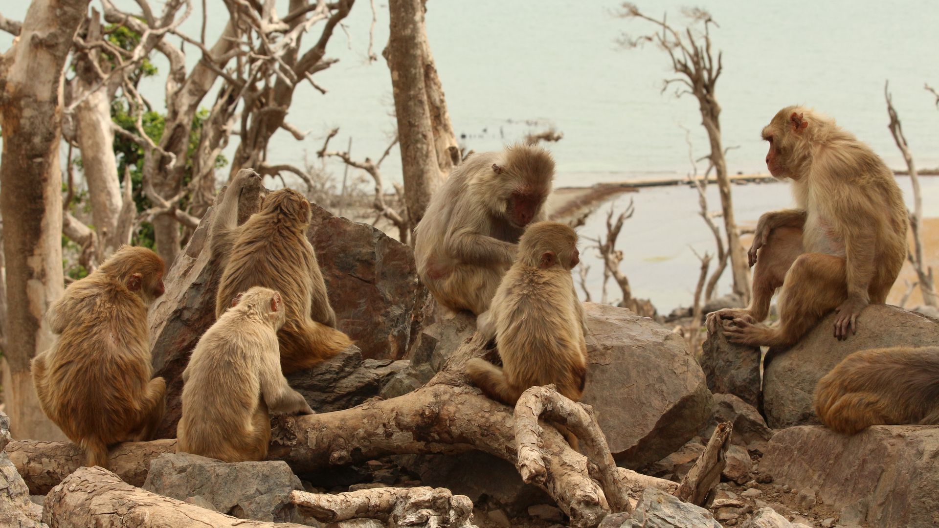 Group of macaques sitting together and grooming, with bare landscape in the background. 