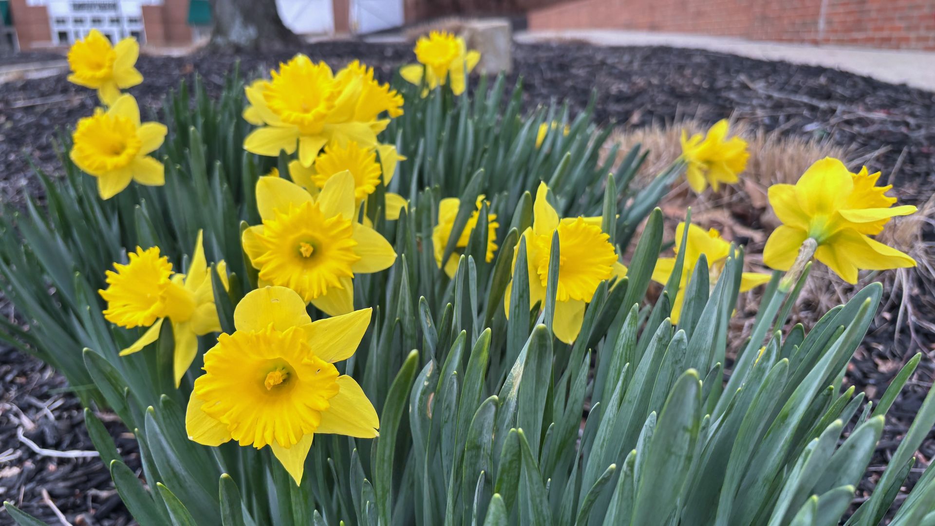 Cluster of bright yellow daffodils with long green leaves in a mulch bed, in a garden beside a brick building and a tree.
