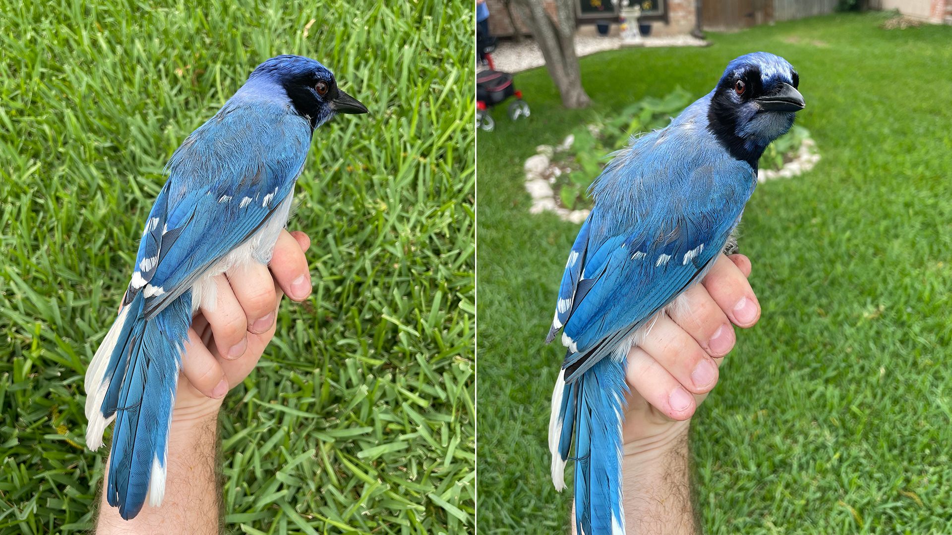 Two side-by-side images of a vibrant blue bird with black face markings and white-tipped feathers being gently held by a hand against a background of green grass.