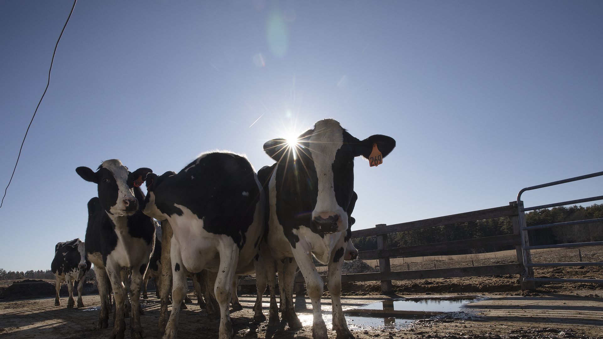 Photo of dairy cows.