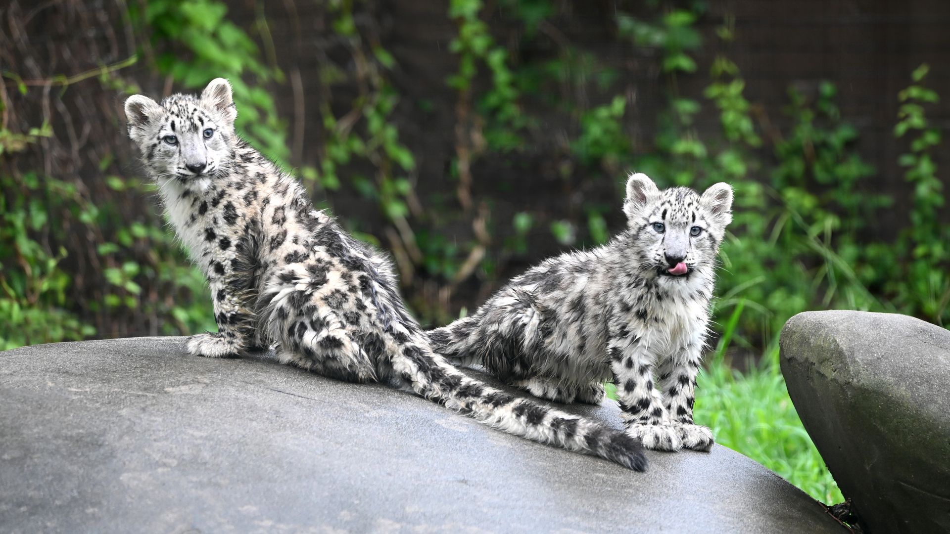 Metro Richmond Zoo welcomes new snow leopard cubs - Axios Richmond