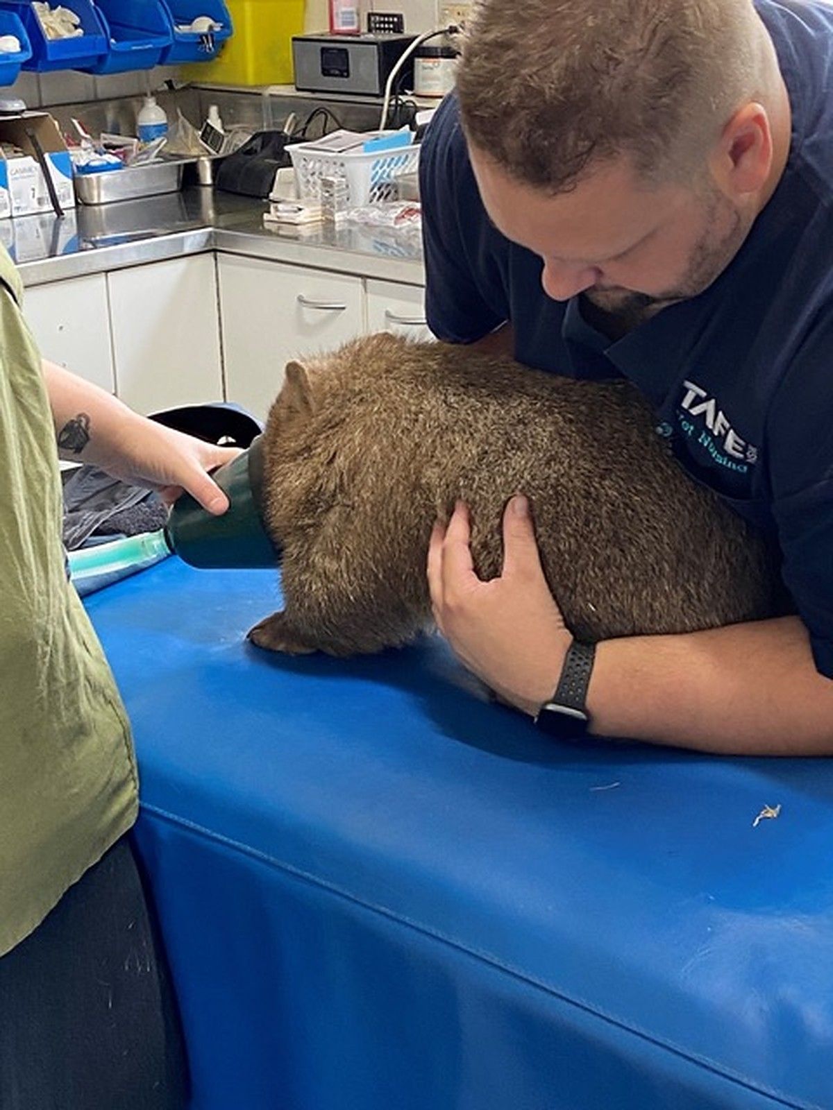 Rescued wombat ‘Lara’ being assessed at the vet 