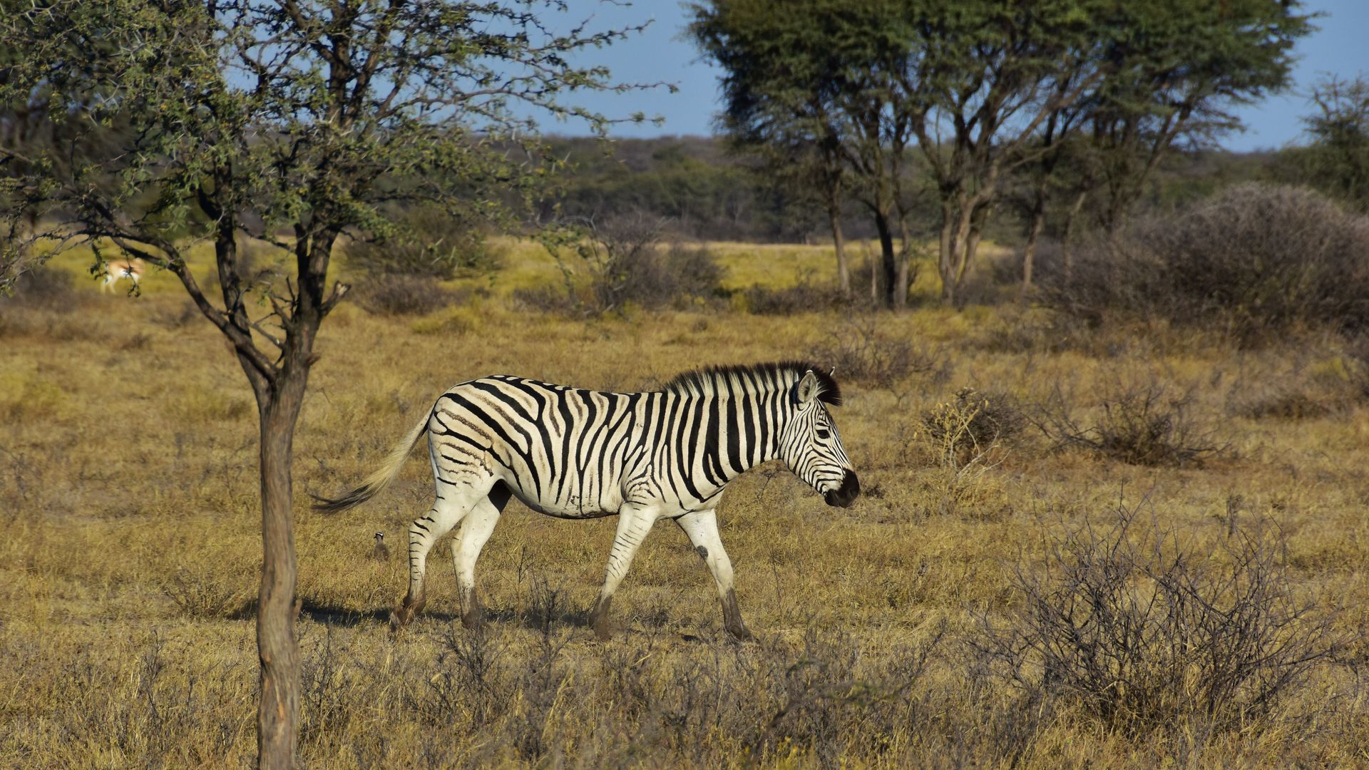 A zebra in a field with trees