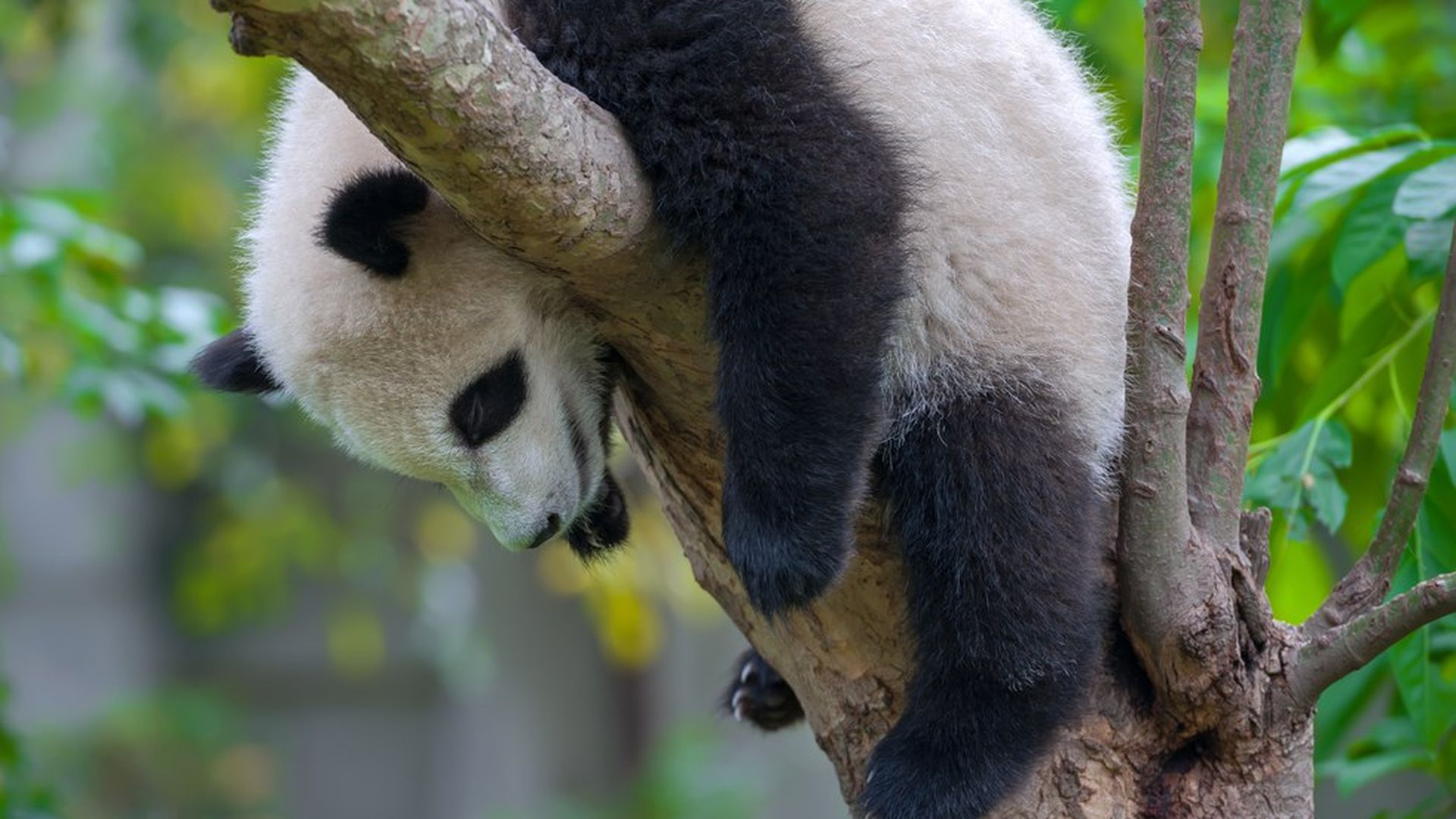 Panda habitat is getting smaller and more fragmented