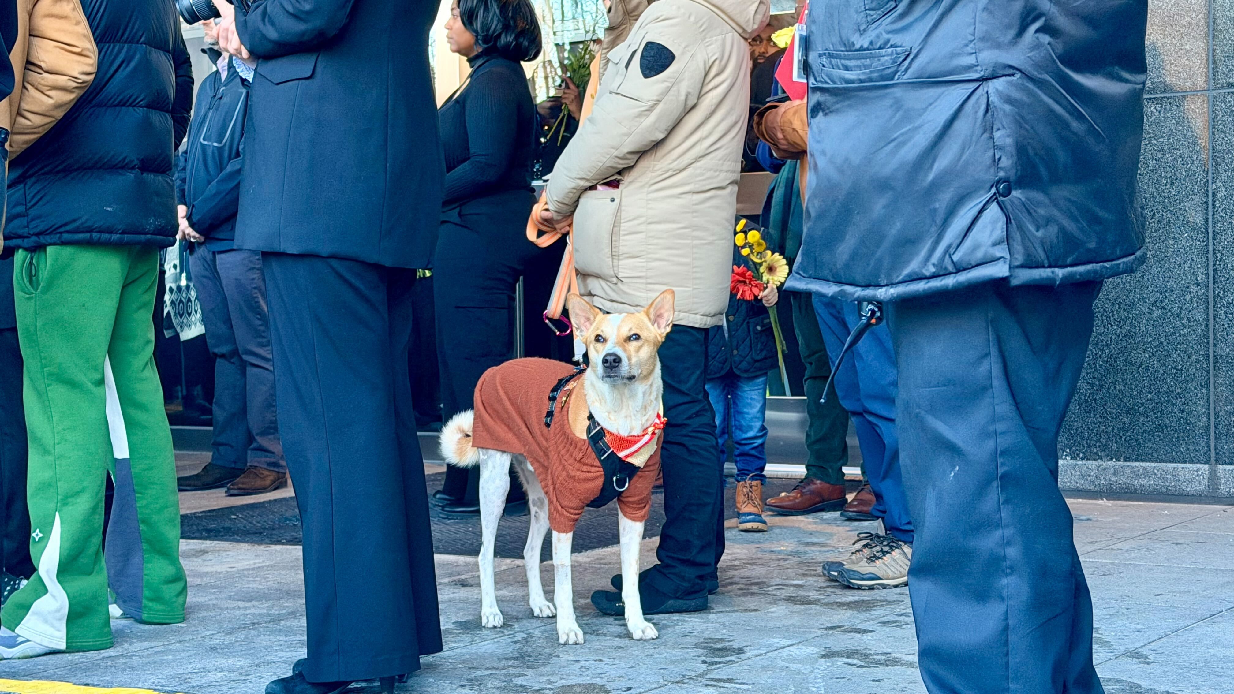 A small dog wearing a brown sweater and red bandana stands among people dressed in various winter coats and pants near a building entrance. Some hold flowers.
