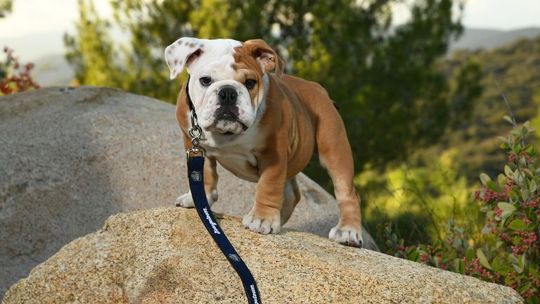 Meet the Georgetown Hoya's new bulldog puppy mascot - Axios Washington D.C.