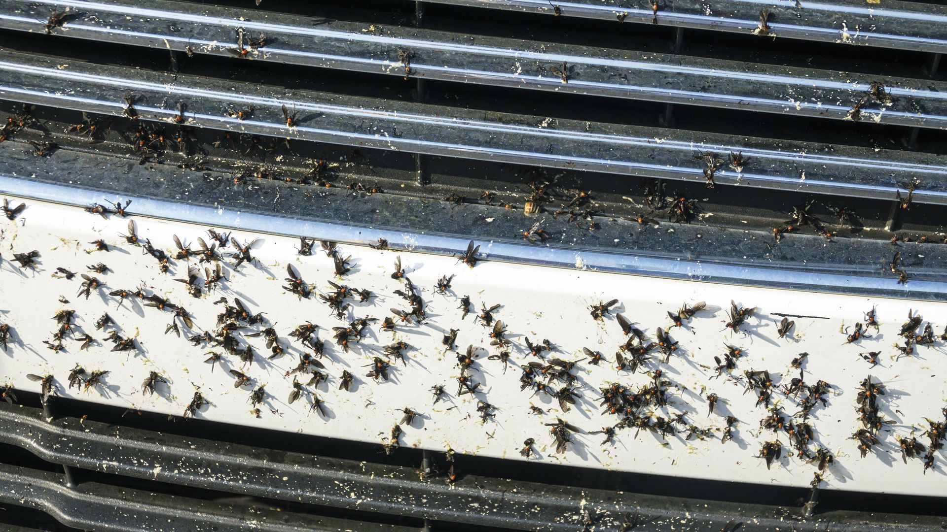 Lovebugs on a truck bumper