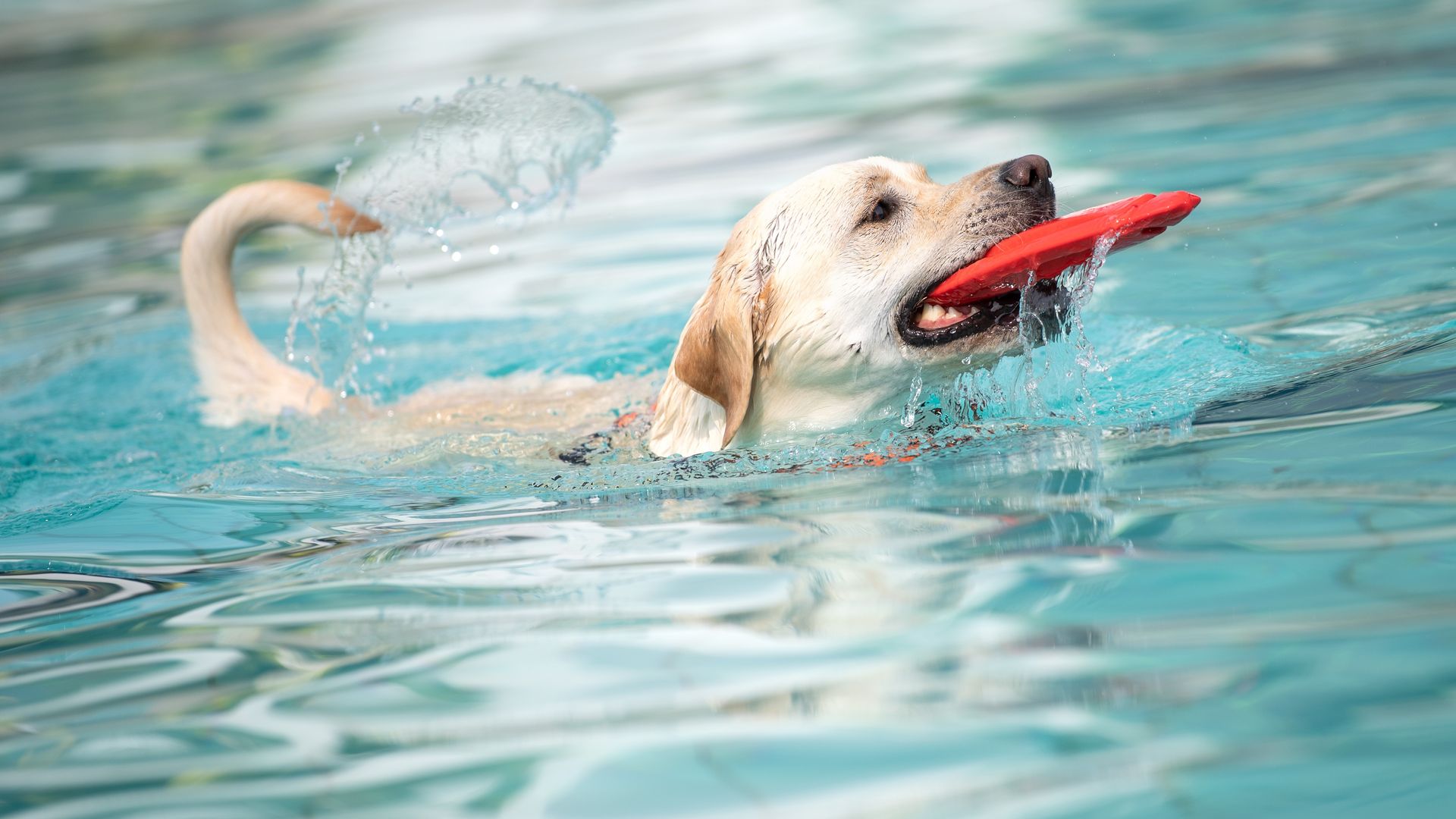 A dog swimming in a pool while carrying a frisbee in its mouth. 