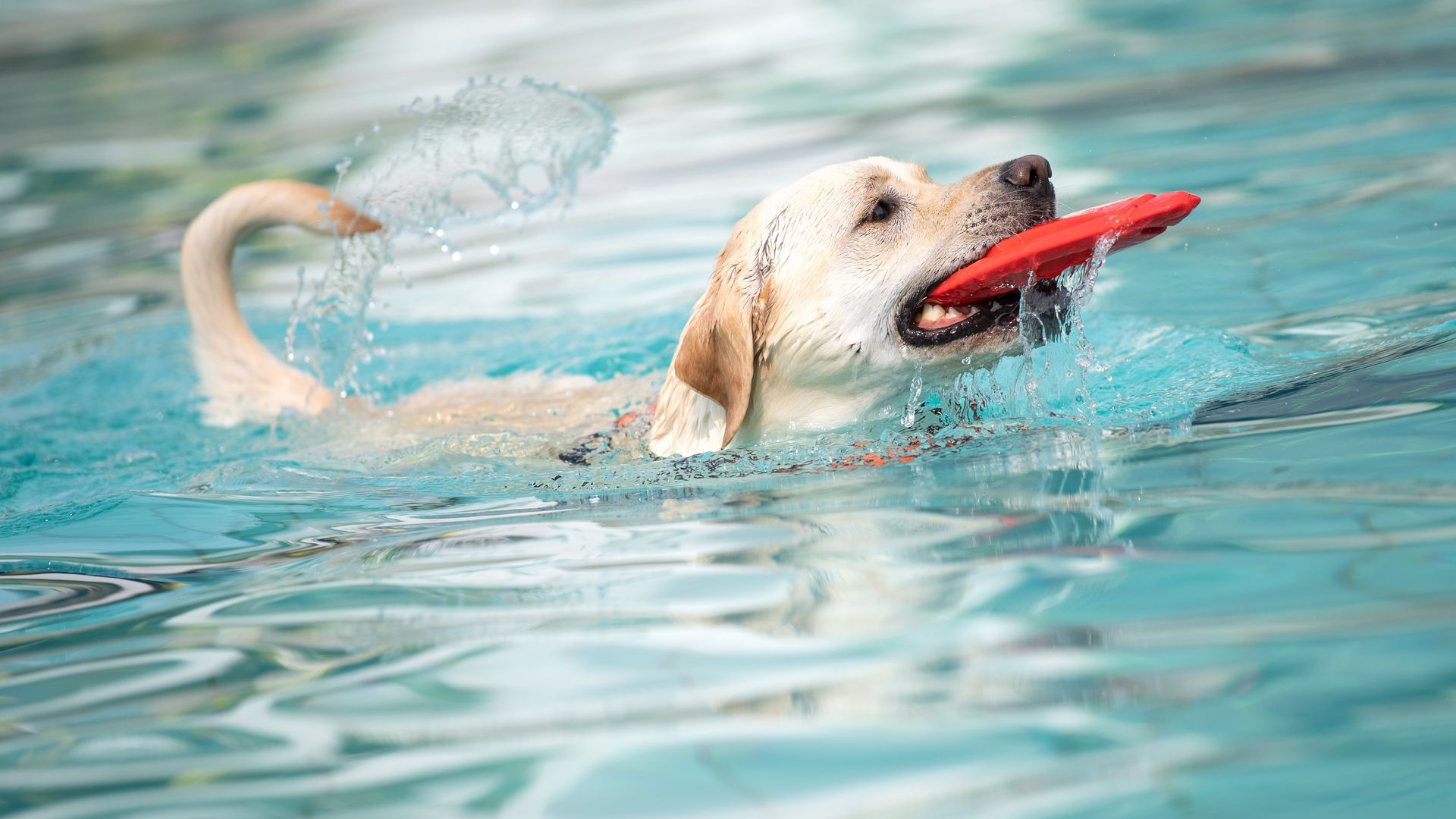 A dog swimming in a pool while carrying a frisbee in its mouth.