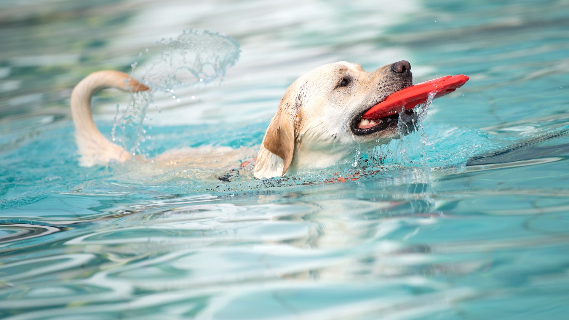 can pitbull dogs swim