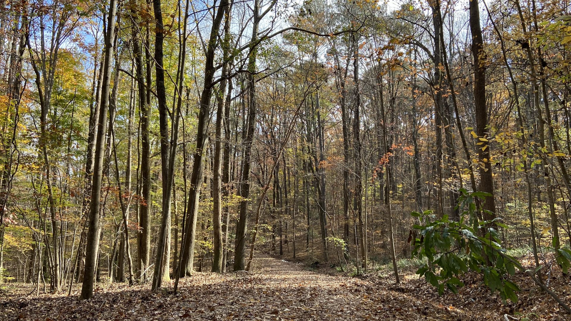 A photo of wide forest trail surrounded by tall trees in the autumn