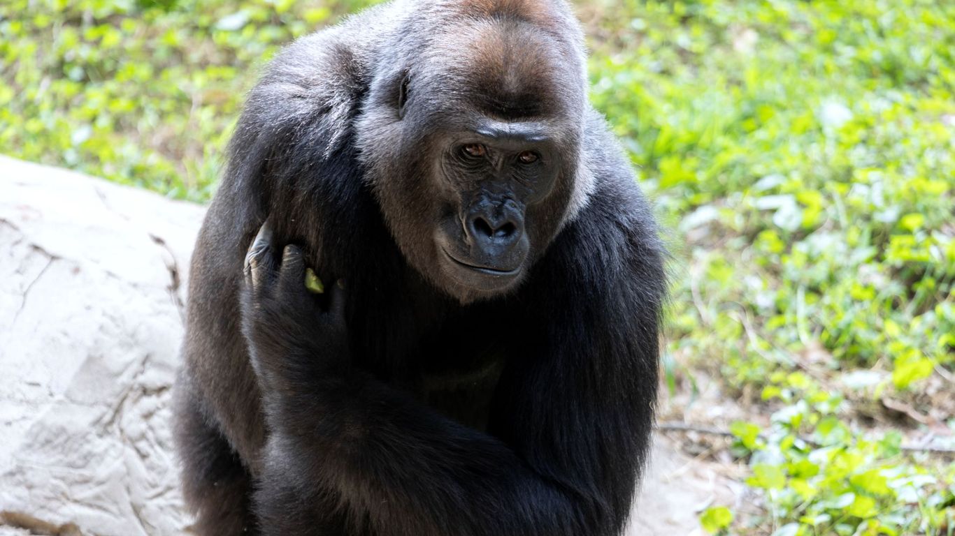 Zoo Atlanta gorilla expecting a baby in late 2024 - Axios Atlanta