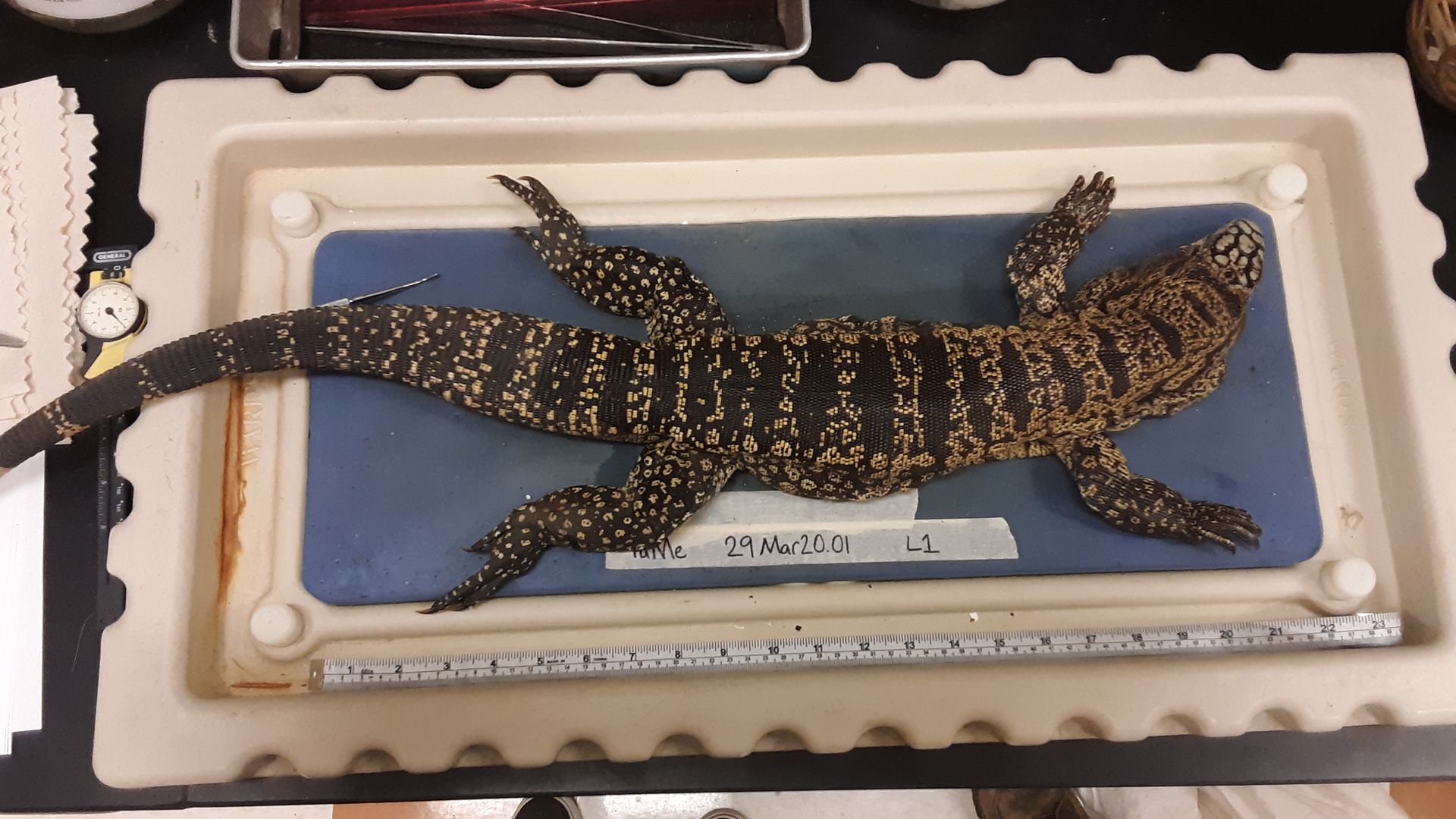 A black-and-white South American tegus lizard is displayed on a table