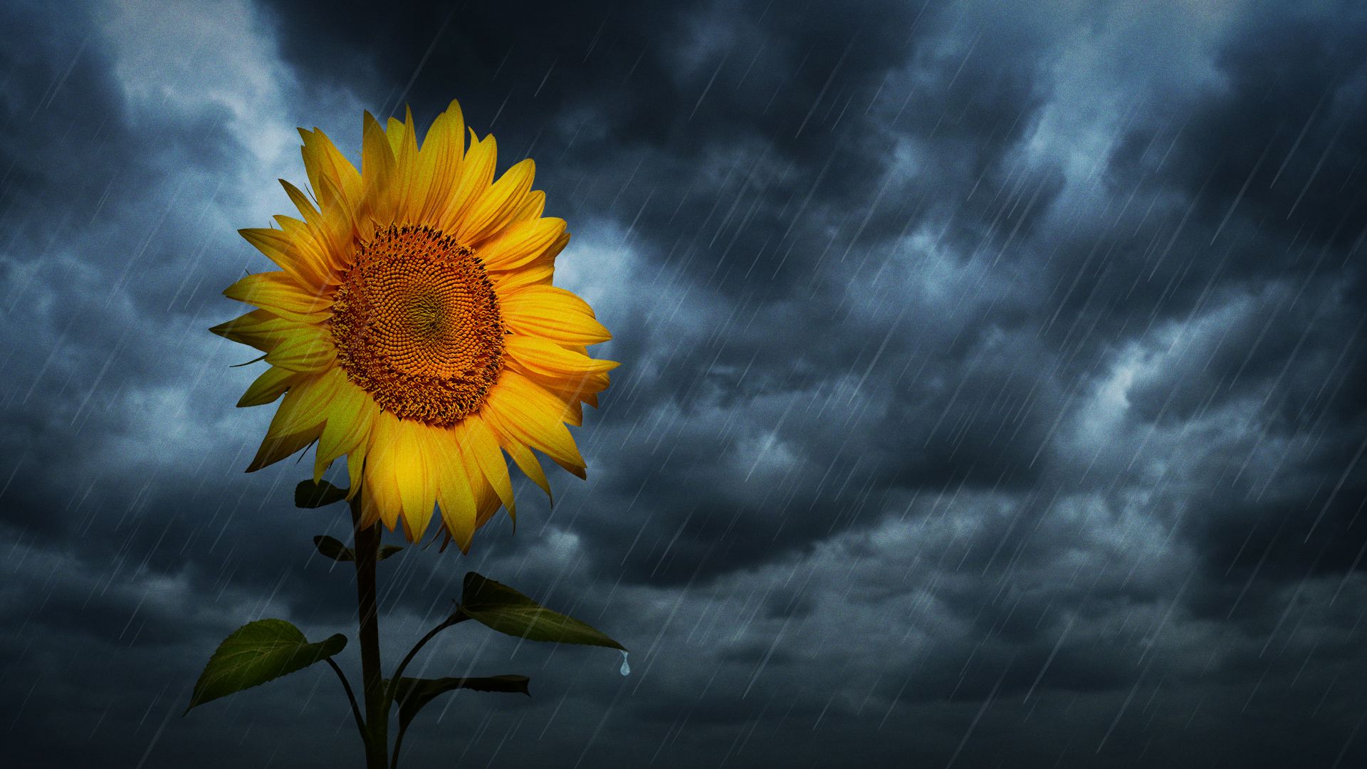 Illustration of a sunflower standing against dark stormy sky with rain falling and a water droplet hanging from a leaf.