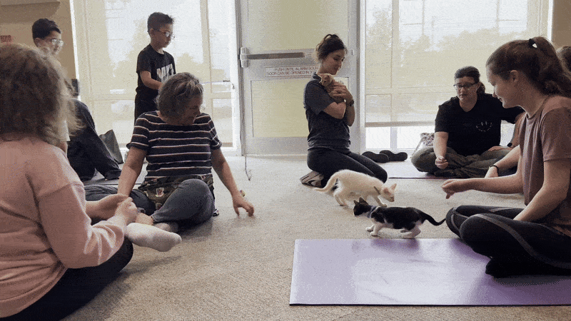 Image shows kittens playing on a yoga mat.