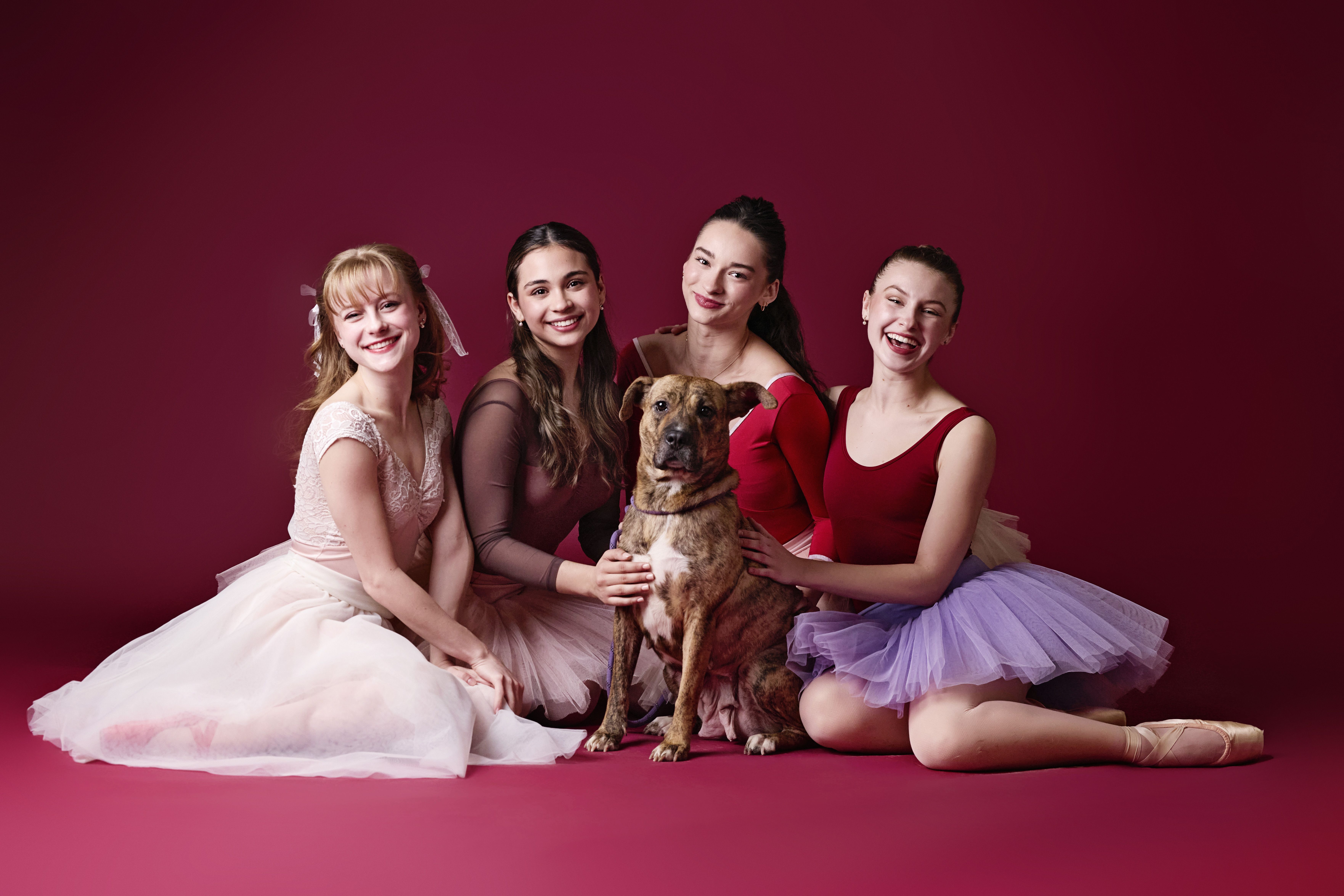 A dog with ballerinas