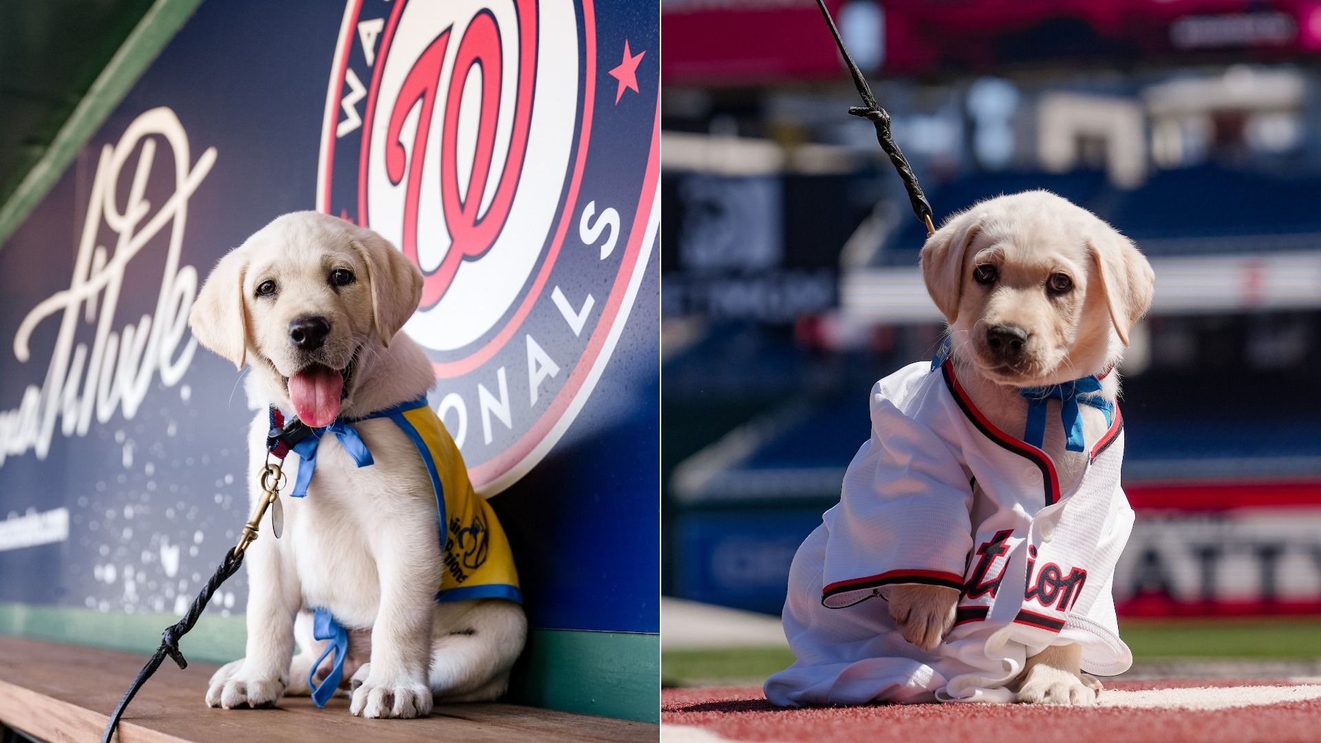 Split image of two yellow Labrador puppies in outfits: left by a large circular logo with tongue out; right in a white baseball jersey on a track, leash, blurred stadium background.