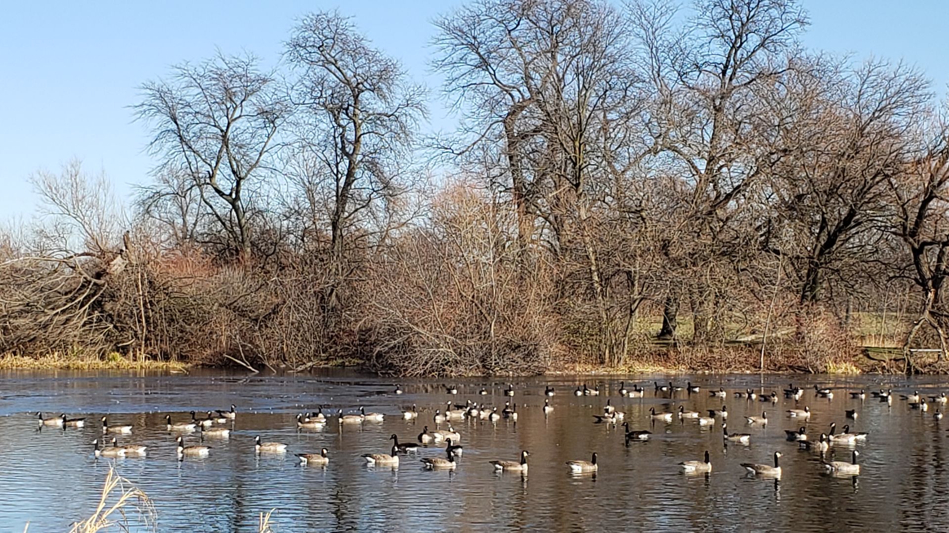 Geese on the water.