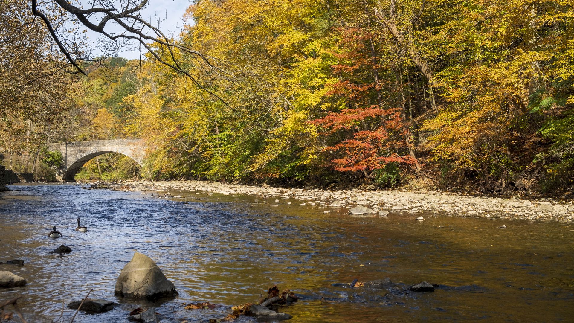 Autumn riverside scene with a stone arch bridge, calm water, and vibrant fall foliage in yellows and oranges; a leafless branch stretches across the foreground as ducks swim in the river.