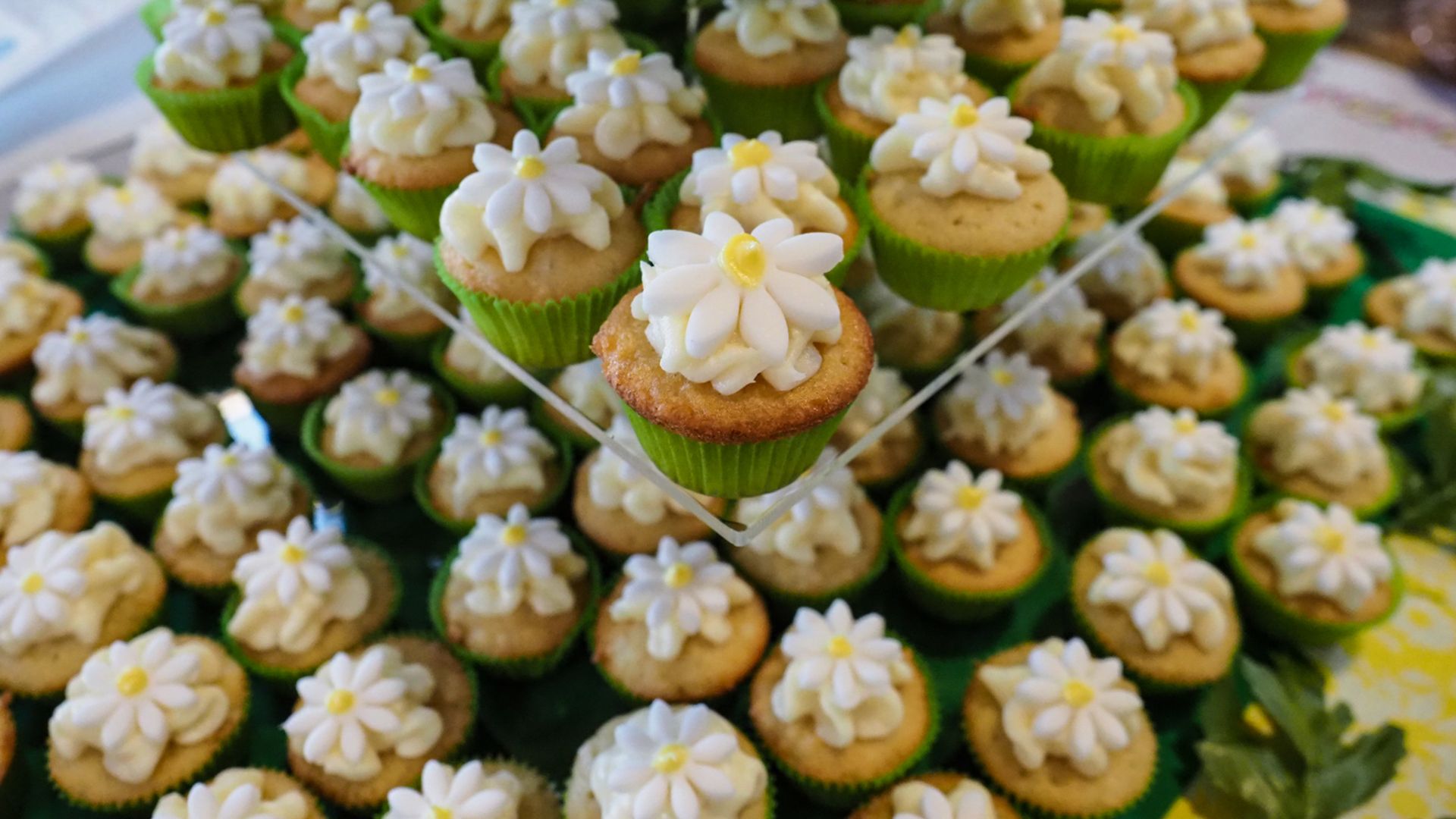 A cupcake display at the Annual Great Cupcake Contest. The cupcakes are in green wrapping and have white and yellow flowers made out of icing on top.