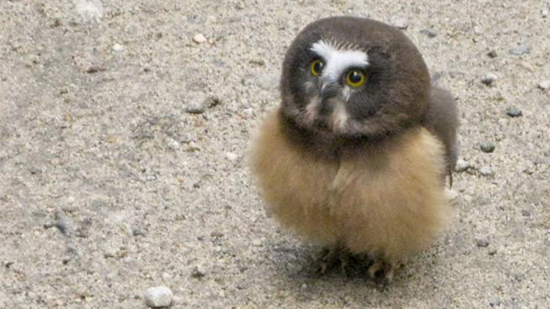 A juvenile whet owl stares up at the camera while sitting on a dirt road.