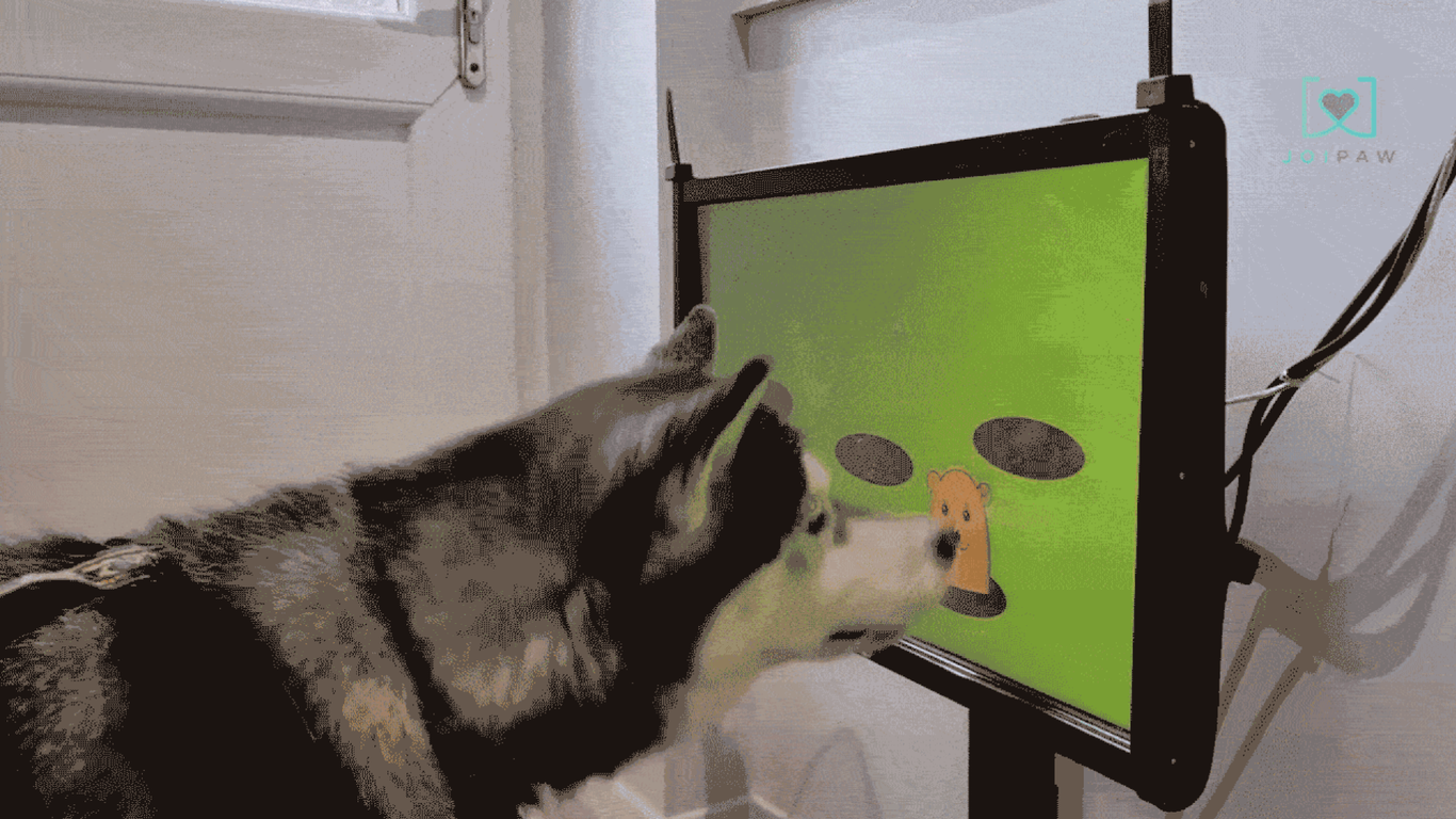 U.K.-based startup Joipaw is making video games for dogs