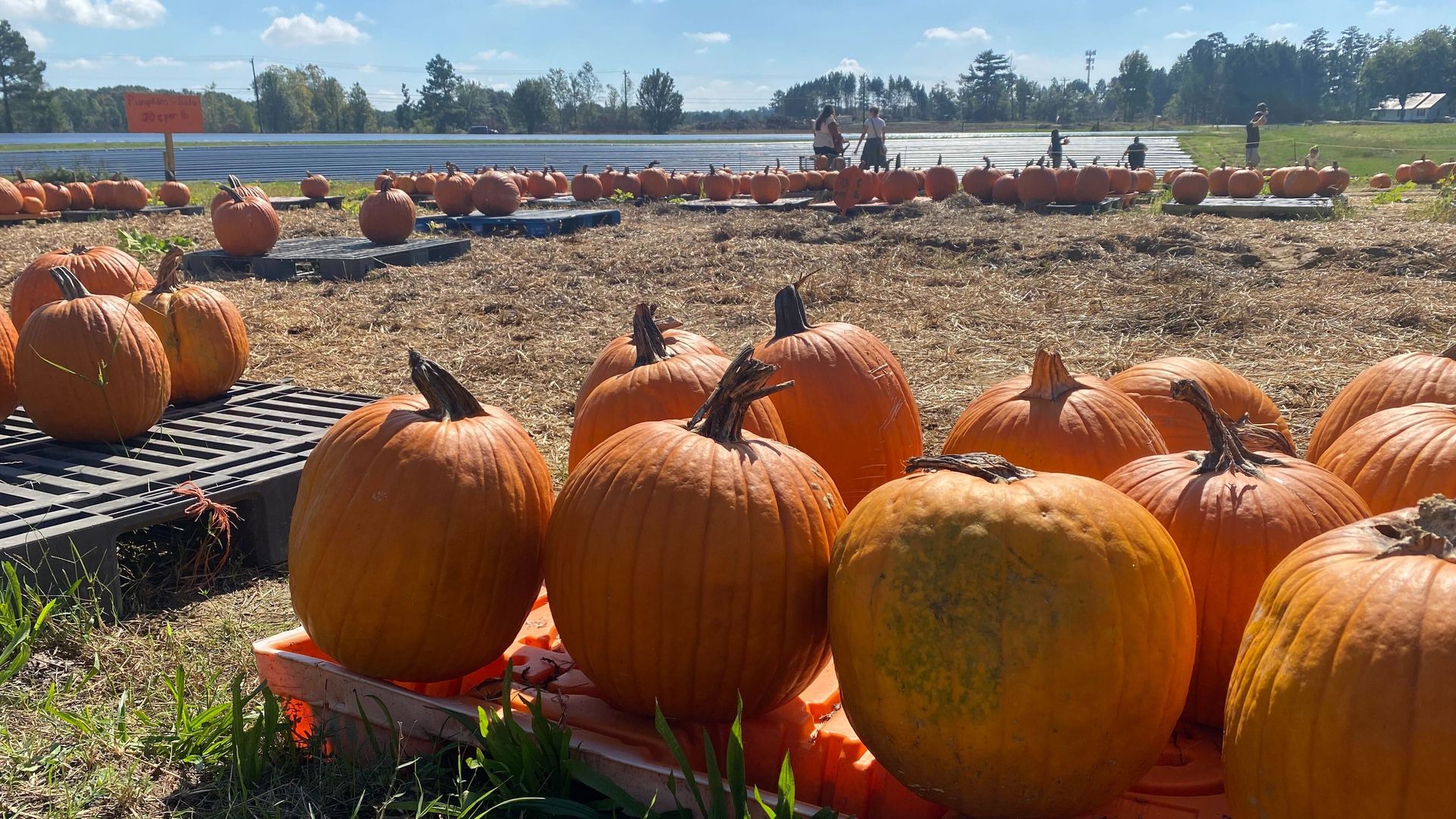A pumpkin patch