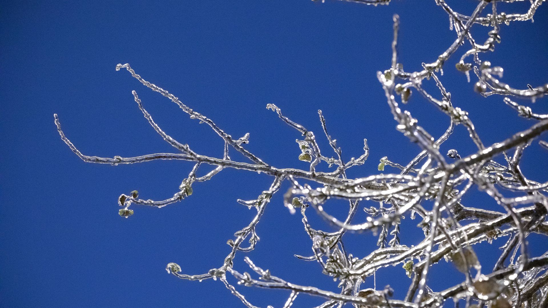 An iced over branch hangs in the air.