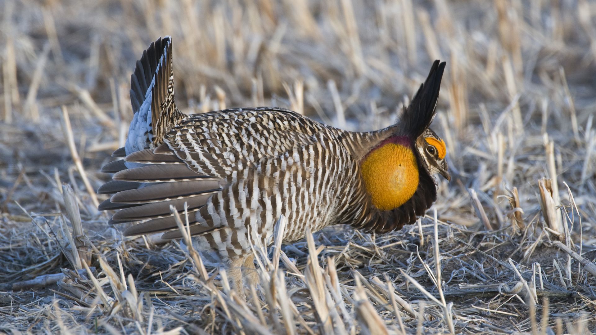 A greater prairie chicken with its air sac puffed out