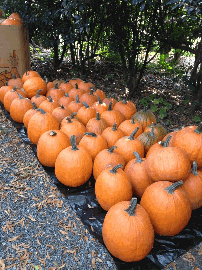 pumpkin-pile