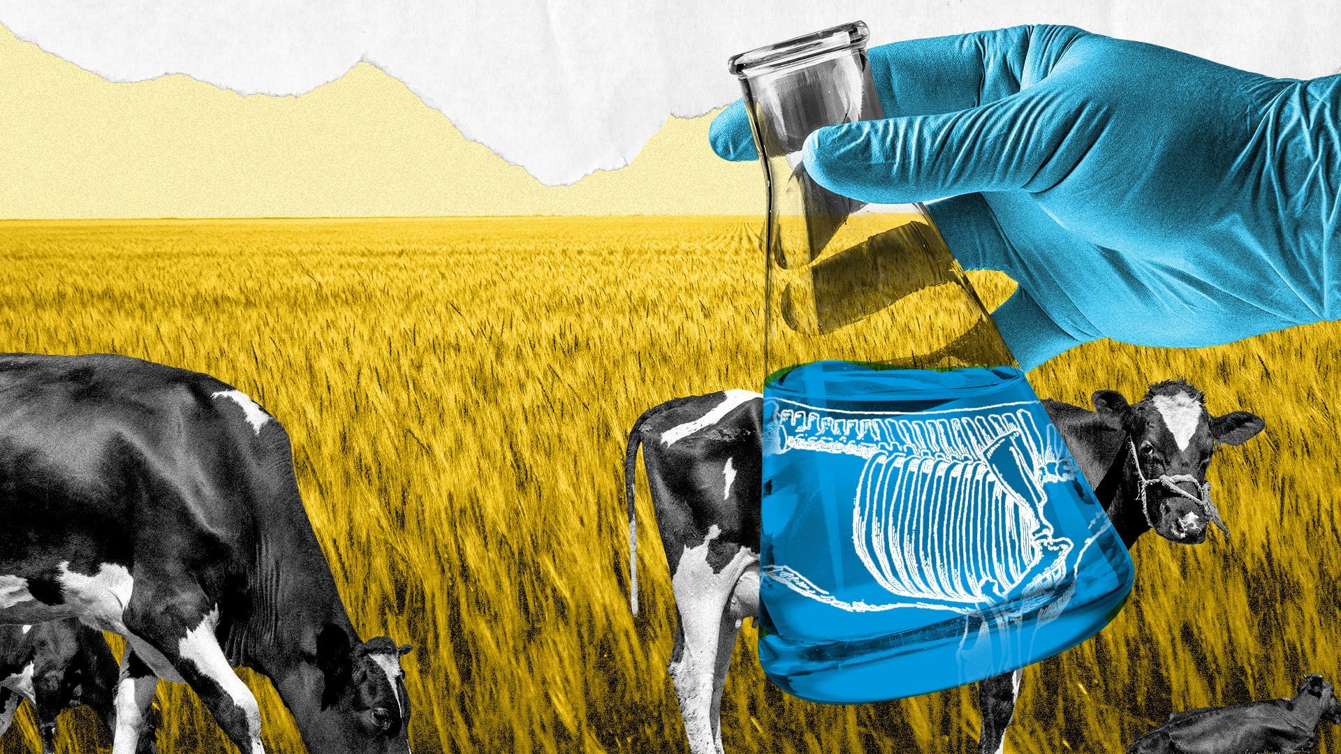 Illustration of a beaker revealing the anatomy of a cow with a wheat field in the background.