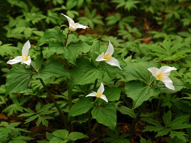 A bush of three-petal, white trilliums. 